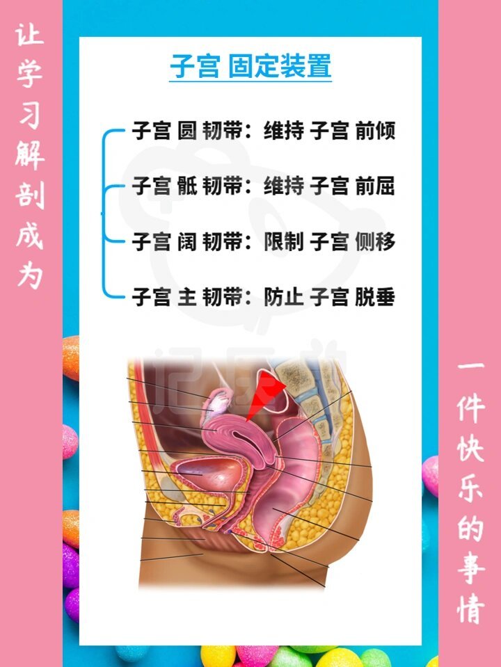 解剖 轻松记 [节选]-子宫的4个韧带