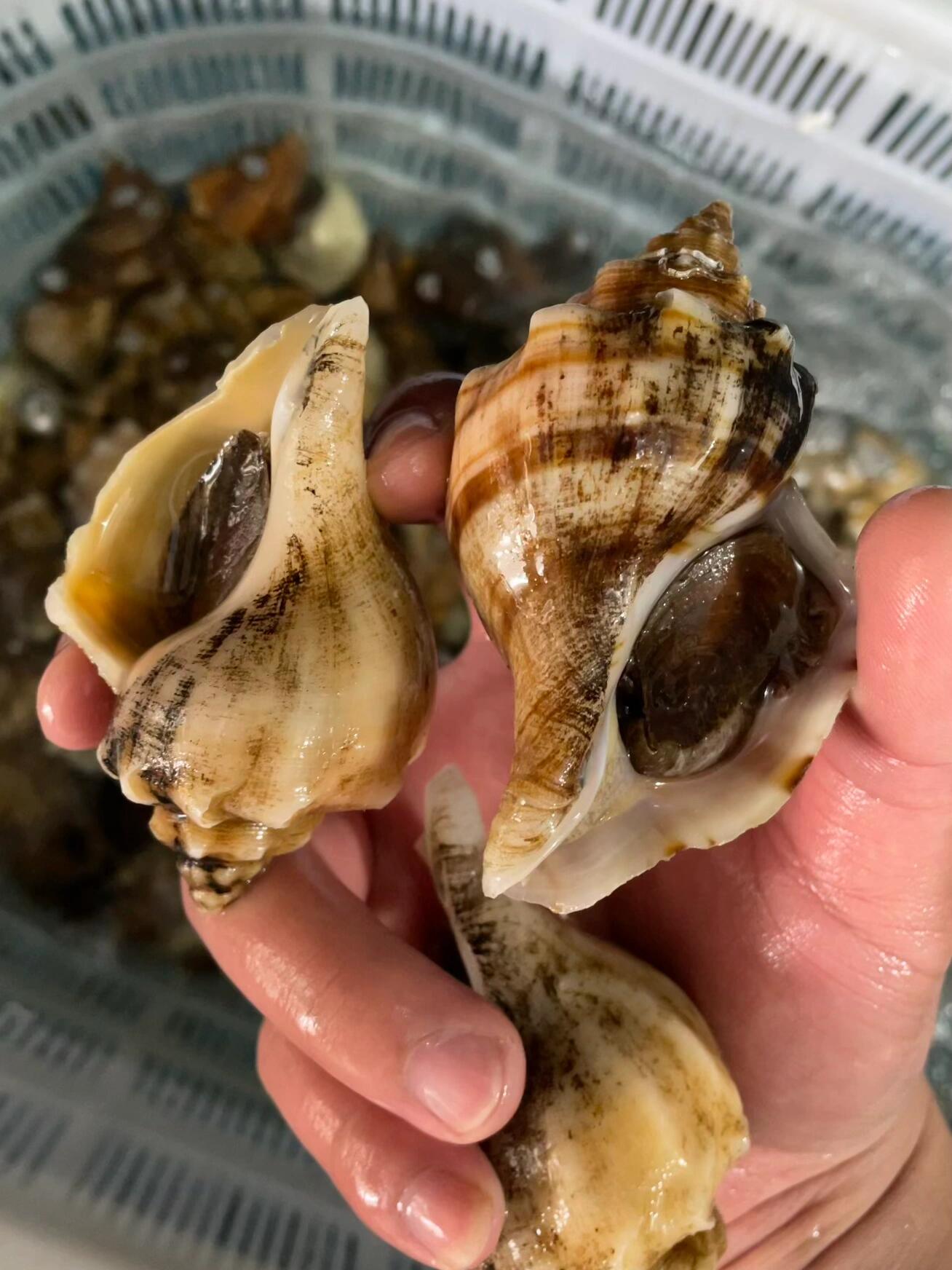 带壳的海鲜你知道多少?