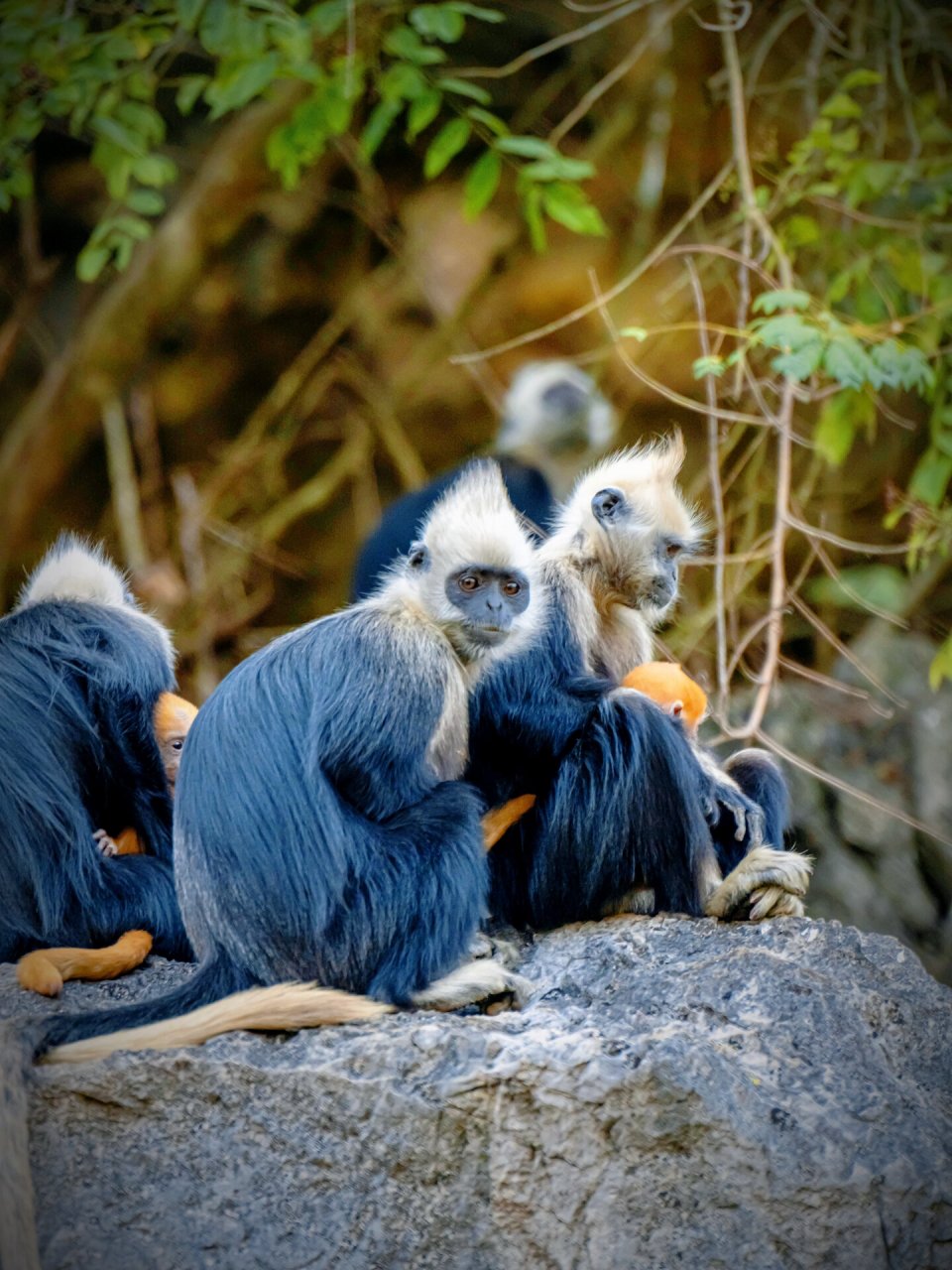 白头叶猴 黄色的白头叶猴幼崽好显眼