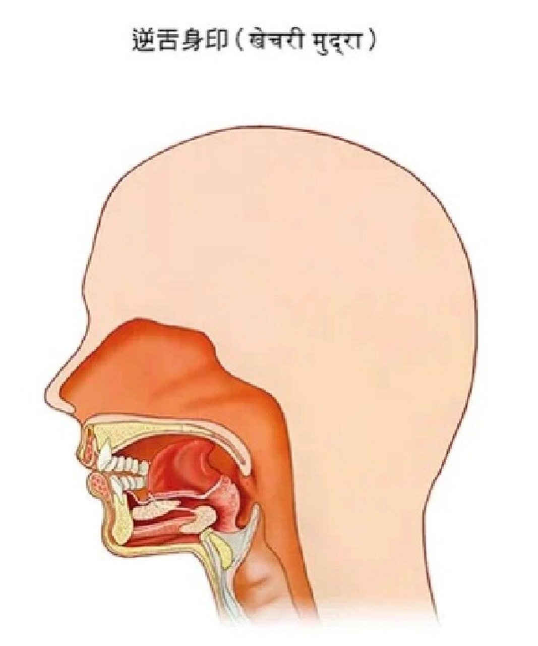 舌头顶硬腭图片