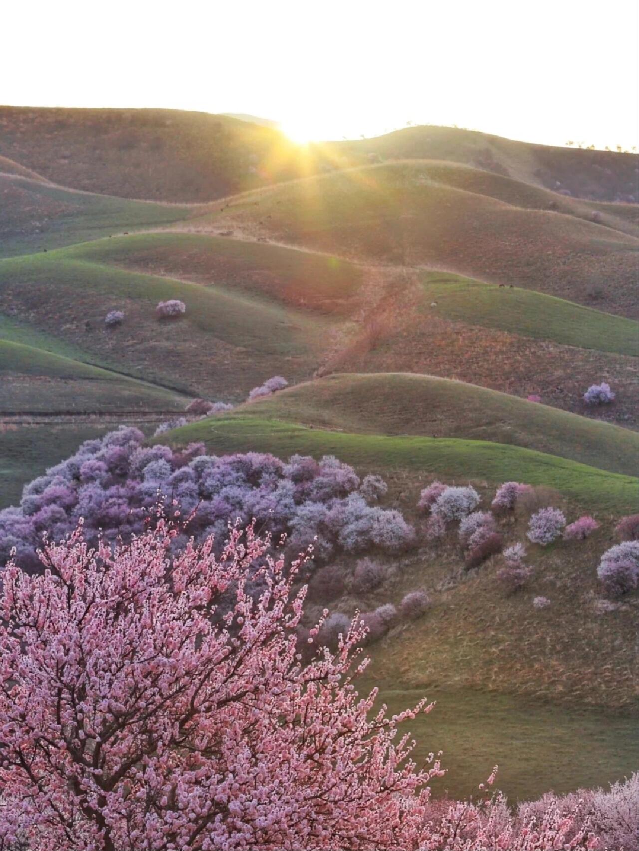 97新疆伊犁|为期七天的野杏花|吐尔根
