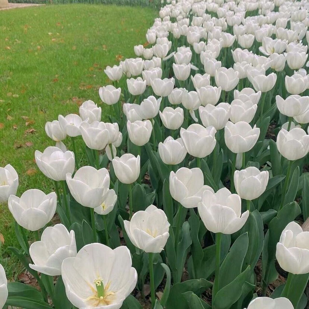 小众森系田园背景图 不开心的话就去外面透透风吧!