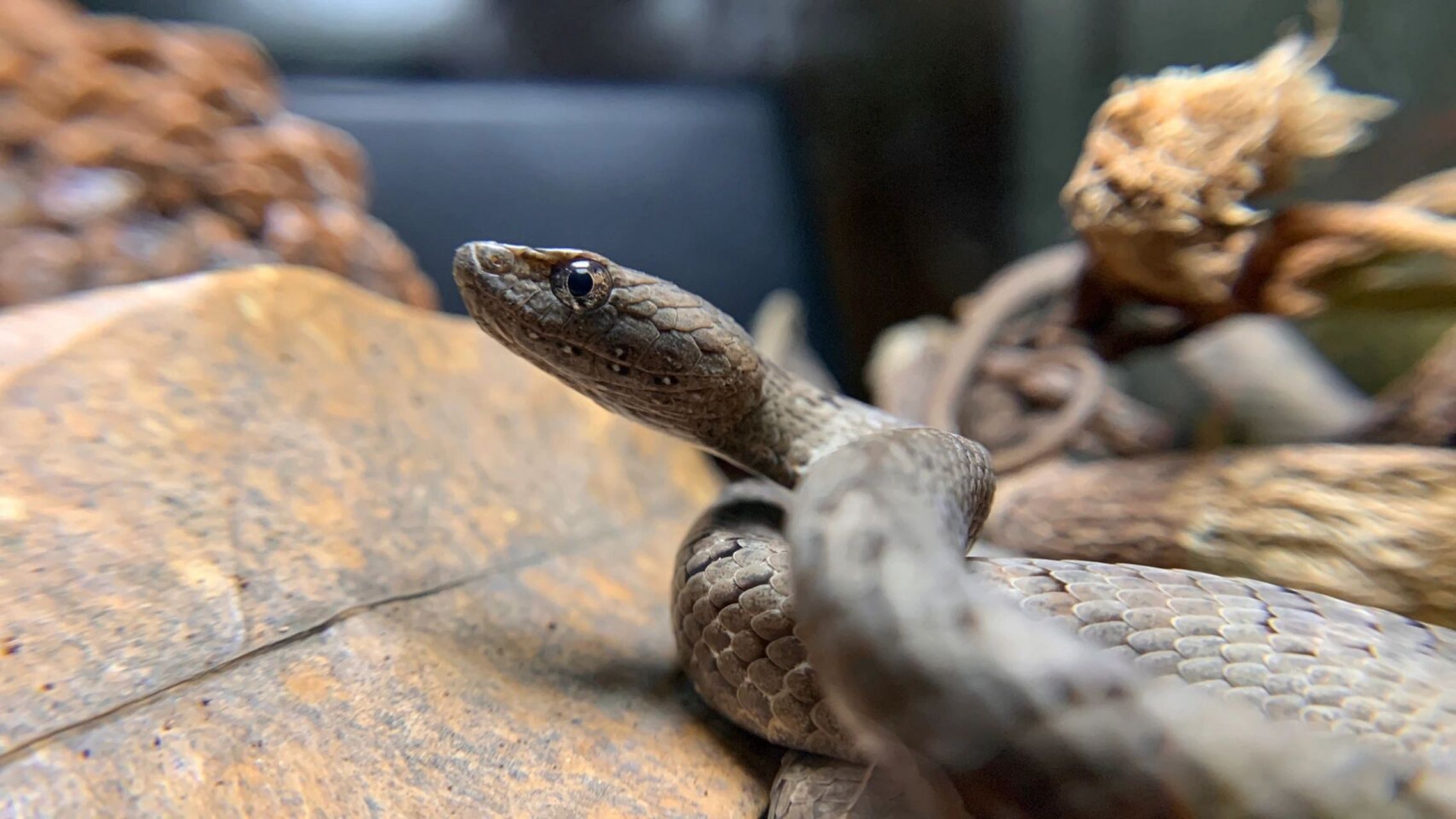 眼神犀利的小蛇～ 体型不大,但侧脸很帅[期待]#侧脸# #爬行动物# #蛇