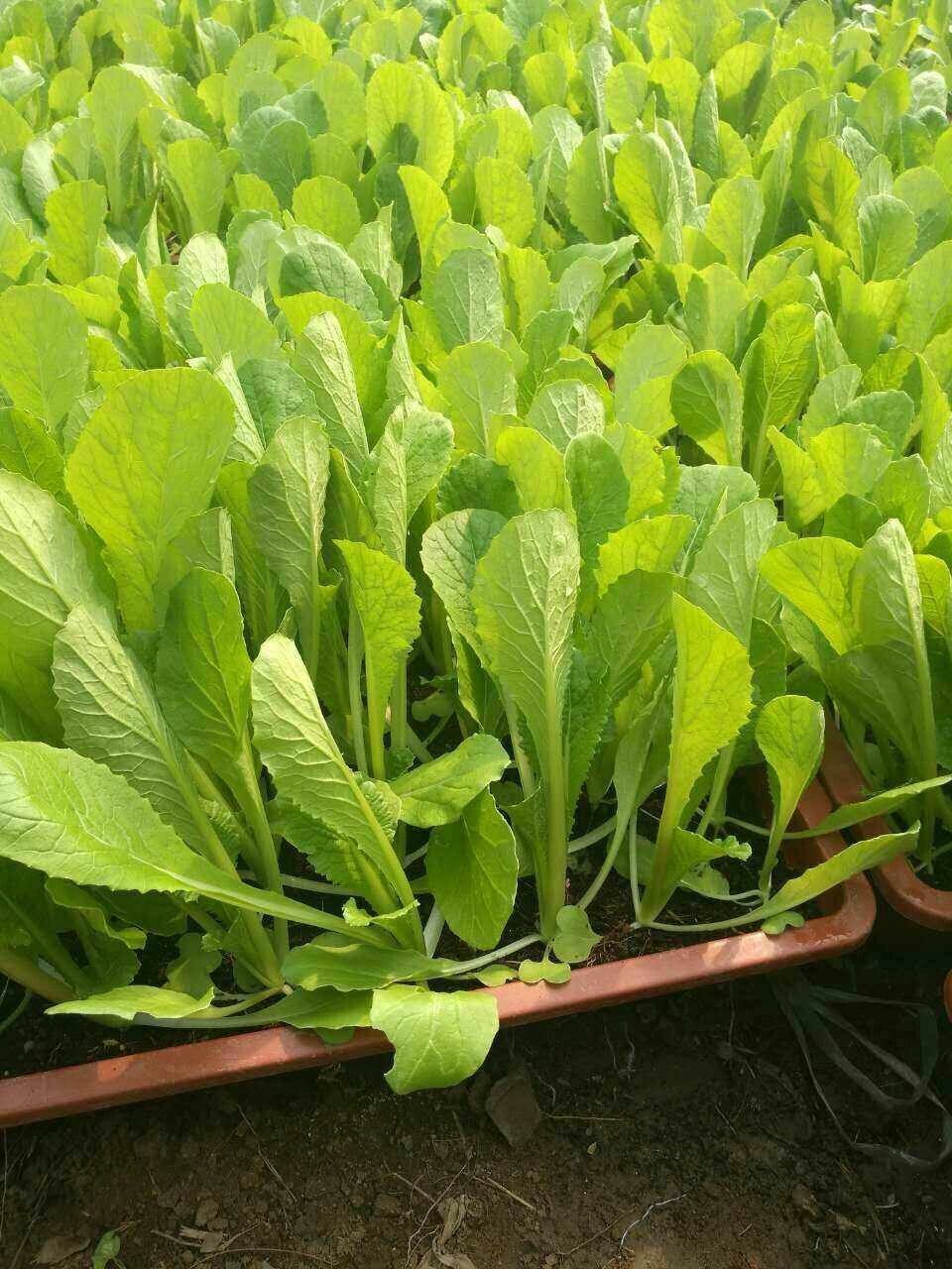 一,小白菜  白露后种植小白菜到了10月初就可以食用 	 小白菜的种植