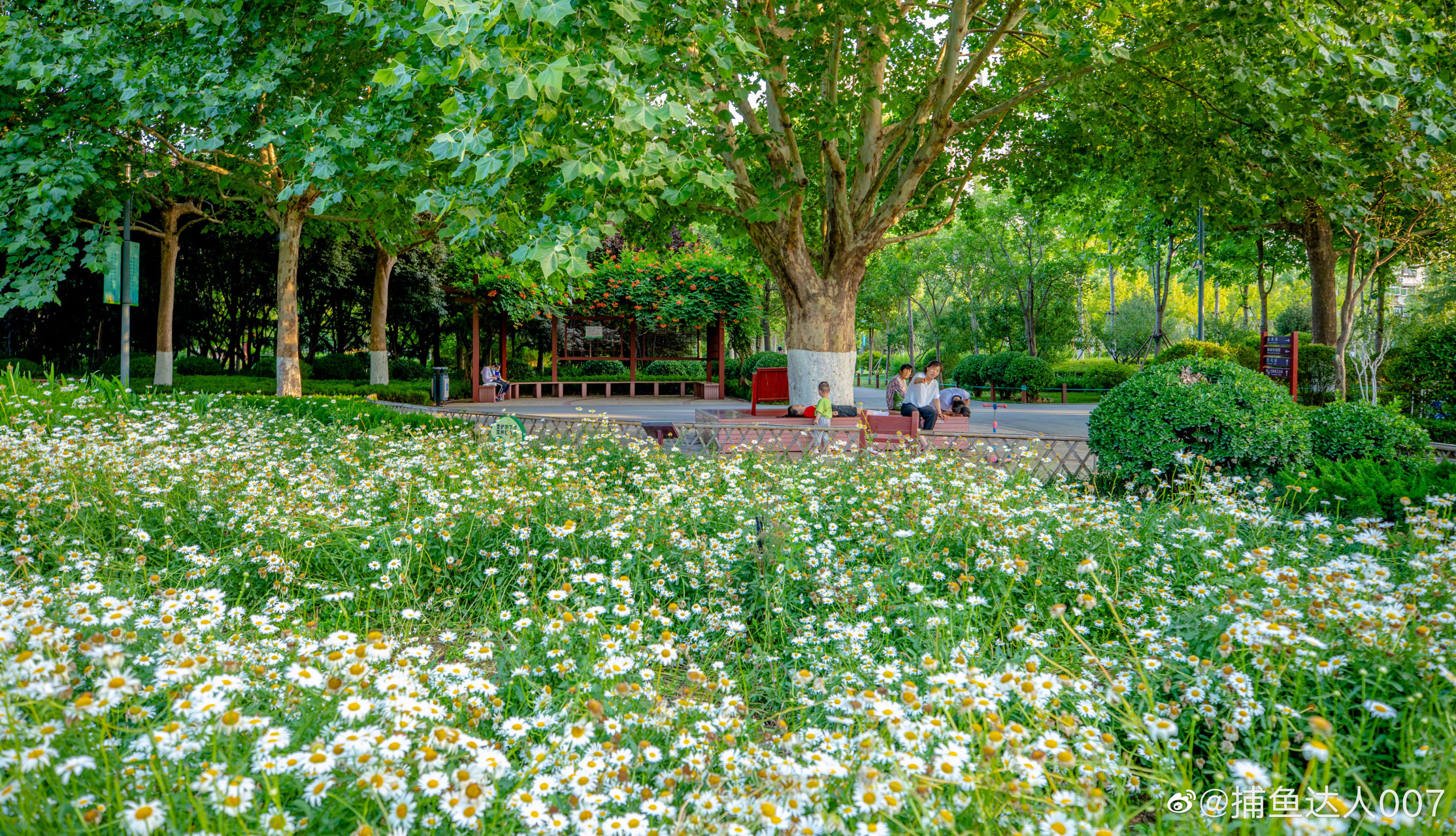 最in山东打卡地# 遇见最美济南,花圃公园02