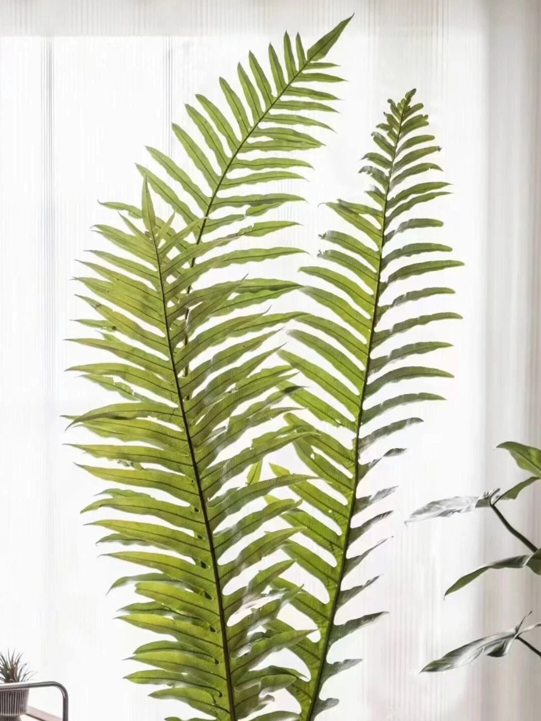 木植百科#崖姜蕨