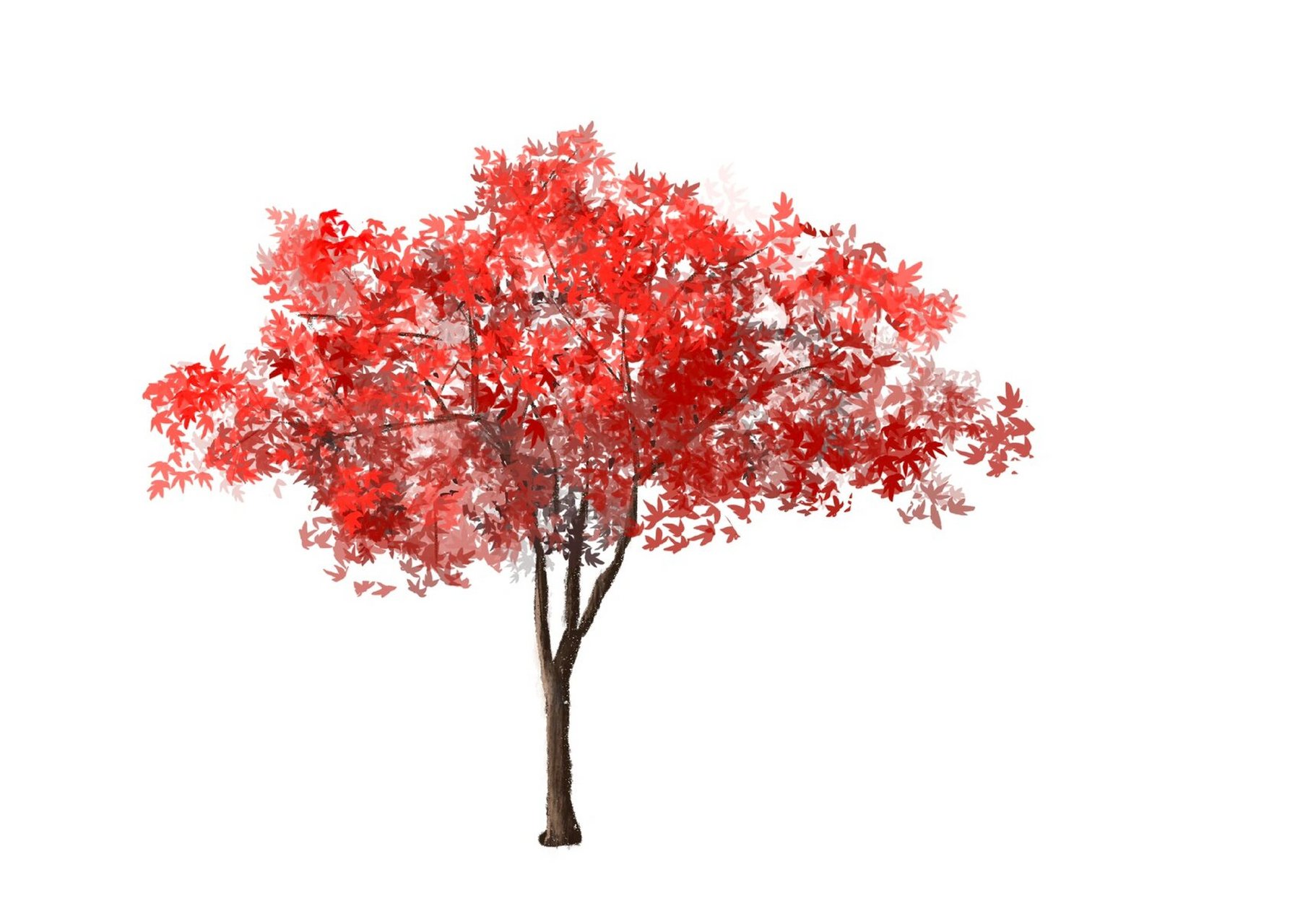 今日份手绘-枫树 今日的枫树手绘品种依次是:羽毛枫,出猩猩,流泉枫