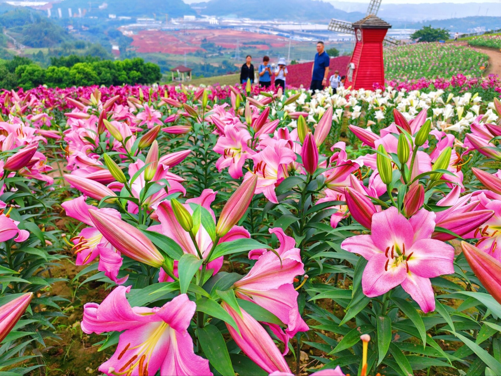 宜宾彩山四季花海 醉蝶花海,百合花海,真的太美了,拍照打卡绝了,这么