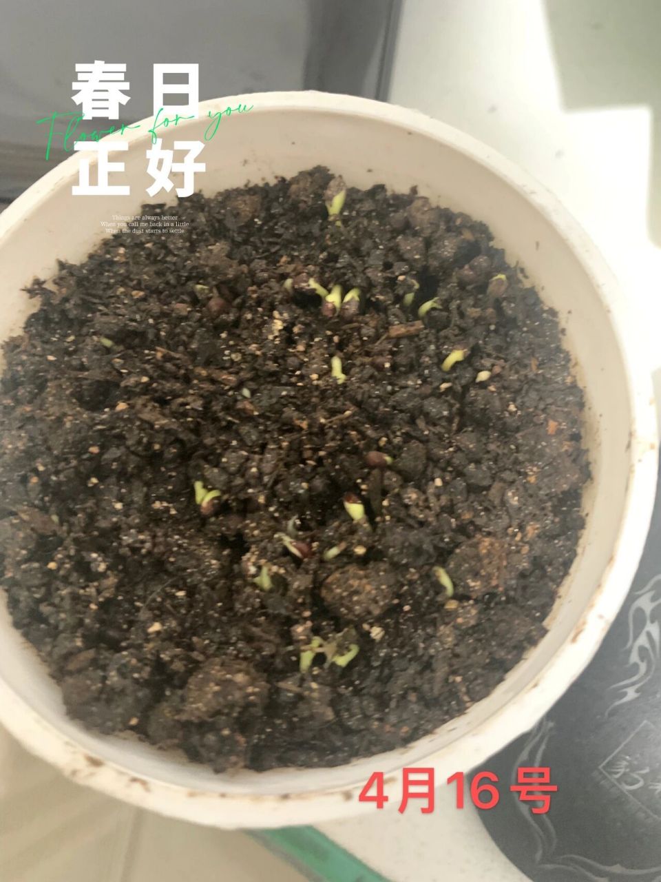 凤仙花观察日记 这凤仙花的种子是我妈妈从淘宝上买的,因为之前种下去