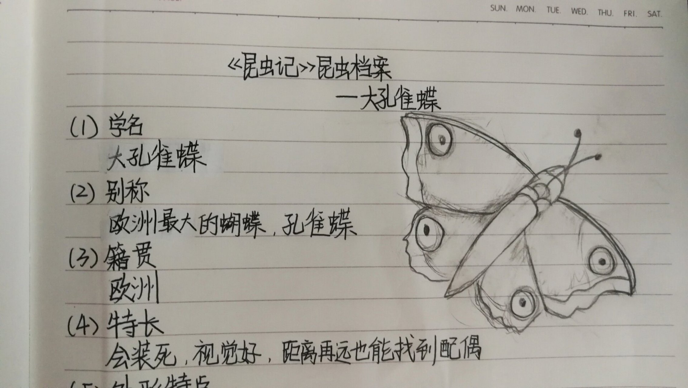 昆虫记大孔雀蝶手绘图片