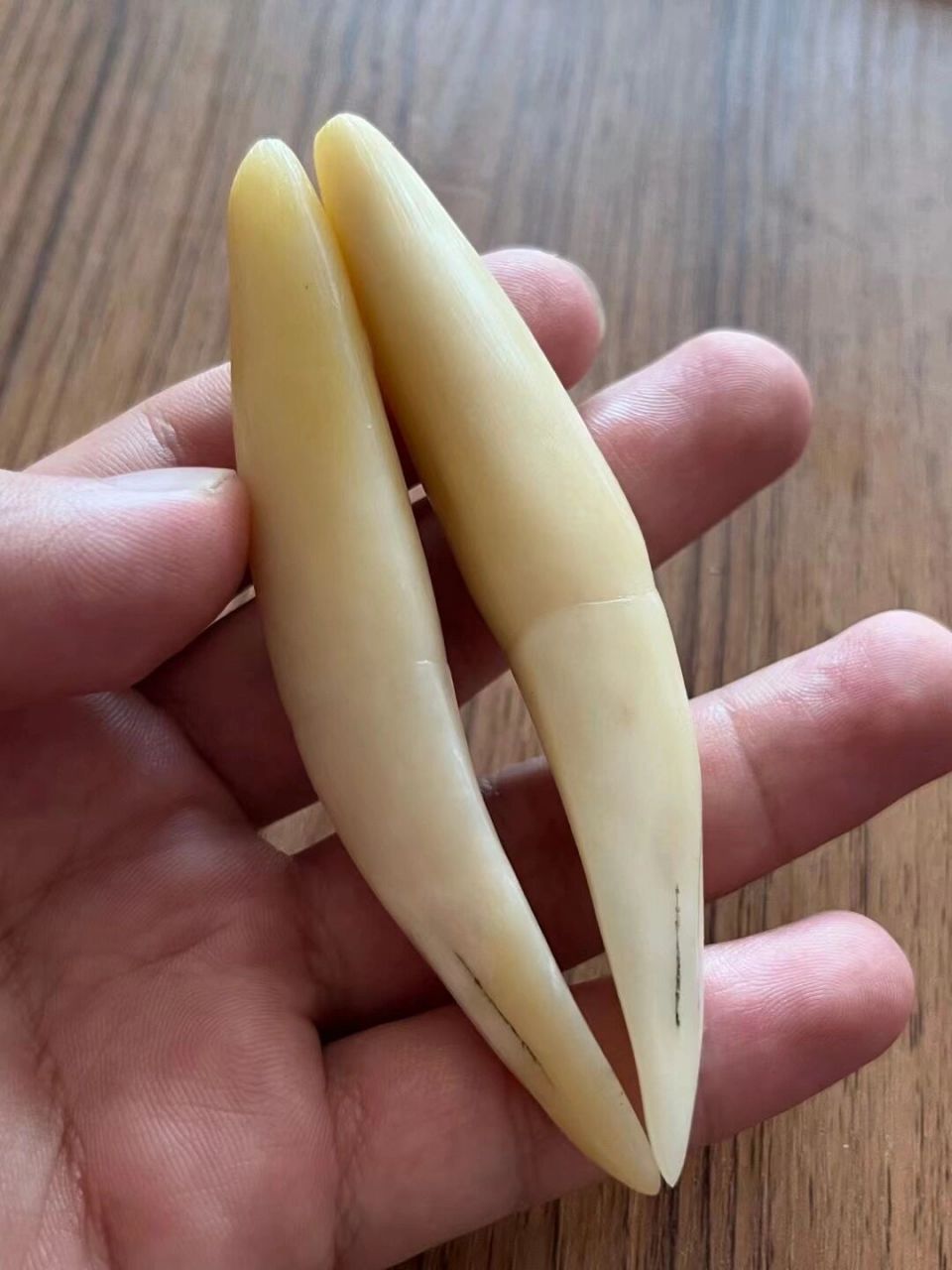 虎牙骆驼牙狼牙大猫牙喜欢联系