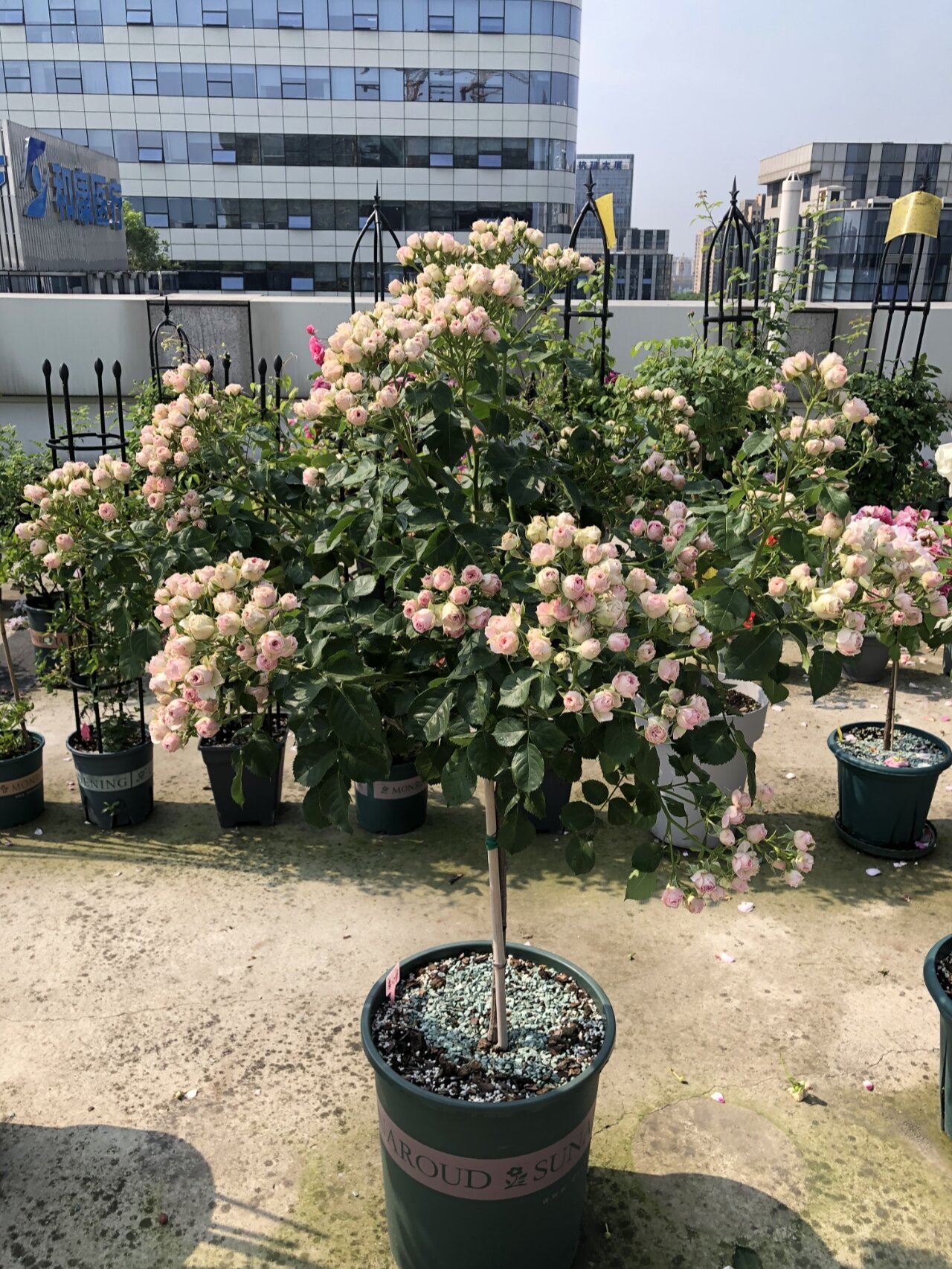 月季品种(43)—灌木小伊甸园 灌小伊,非常勤花多头的一款灌木月季