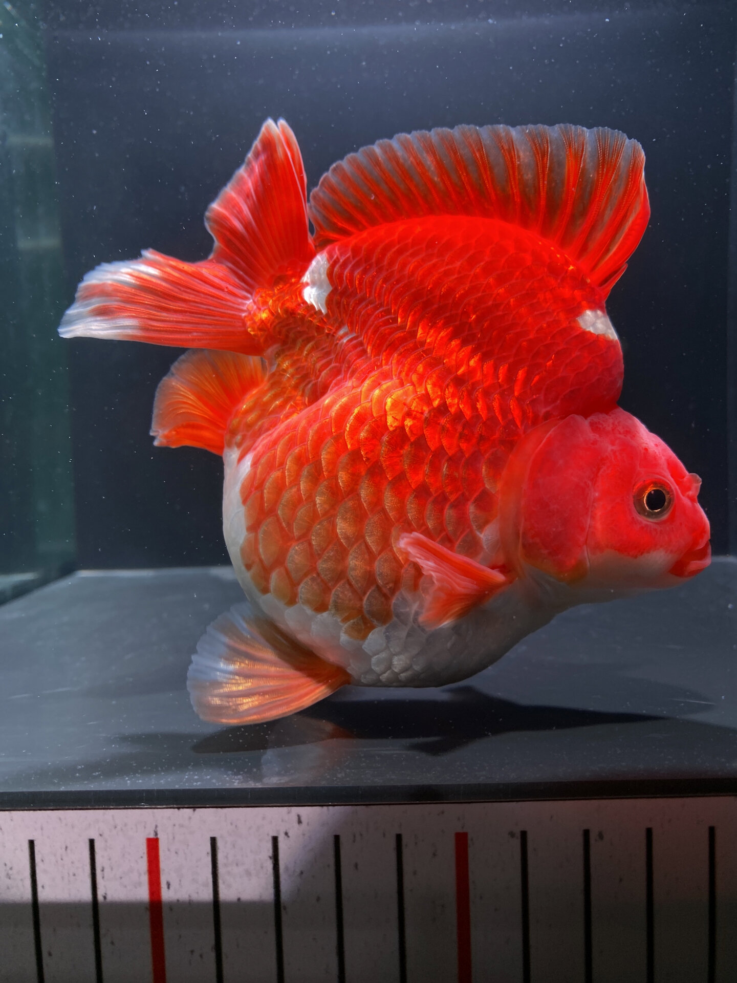 13cm精品红白鎏金金鱼,性价比高