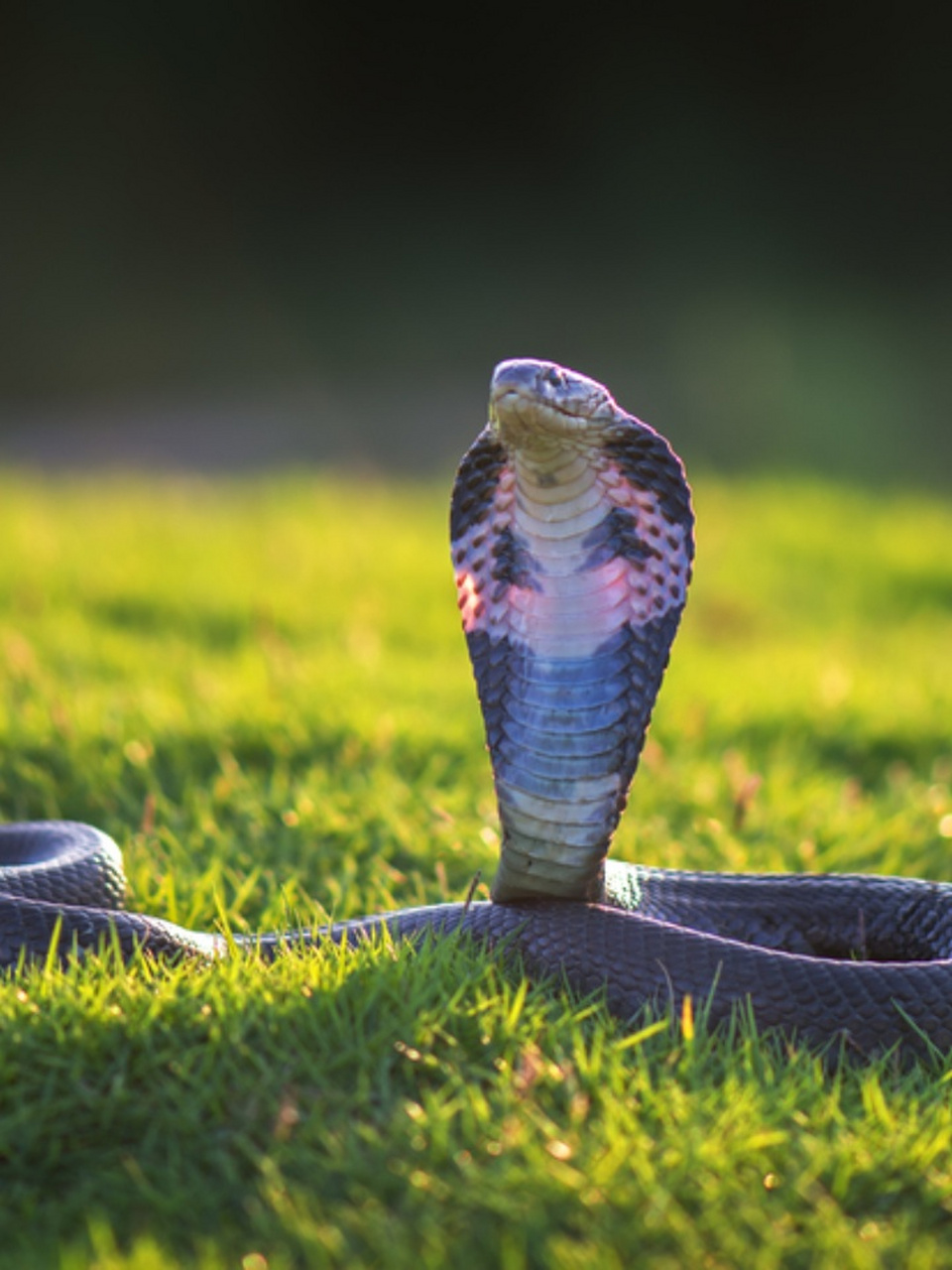 眼镜蛇图片 97眼镜蛇,是一种令人敬畏的毒蛇02.