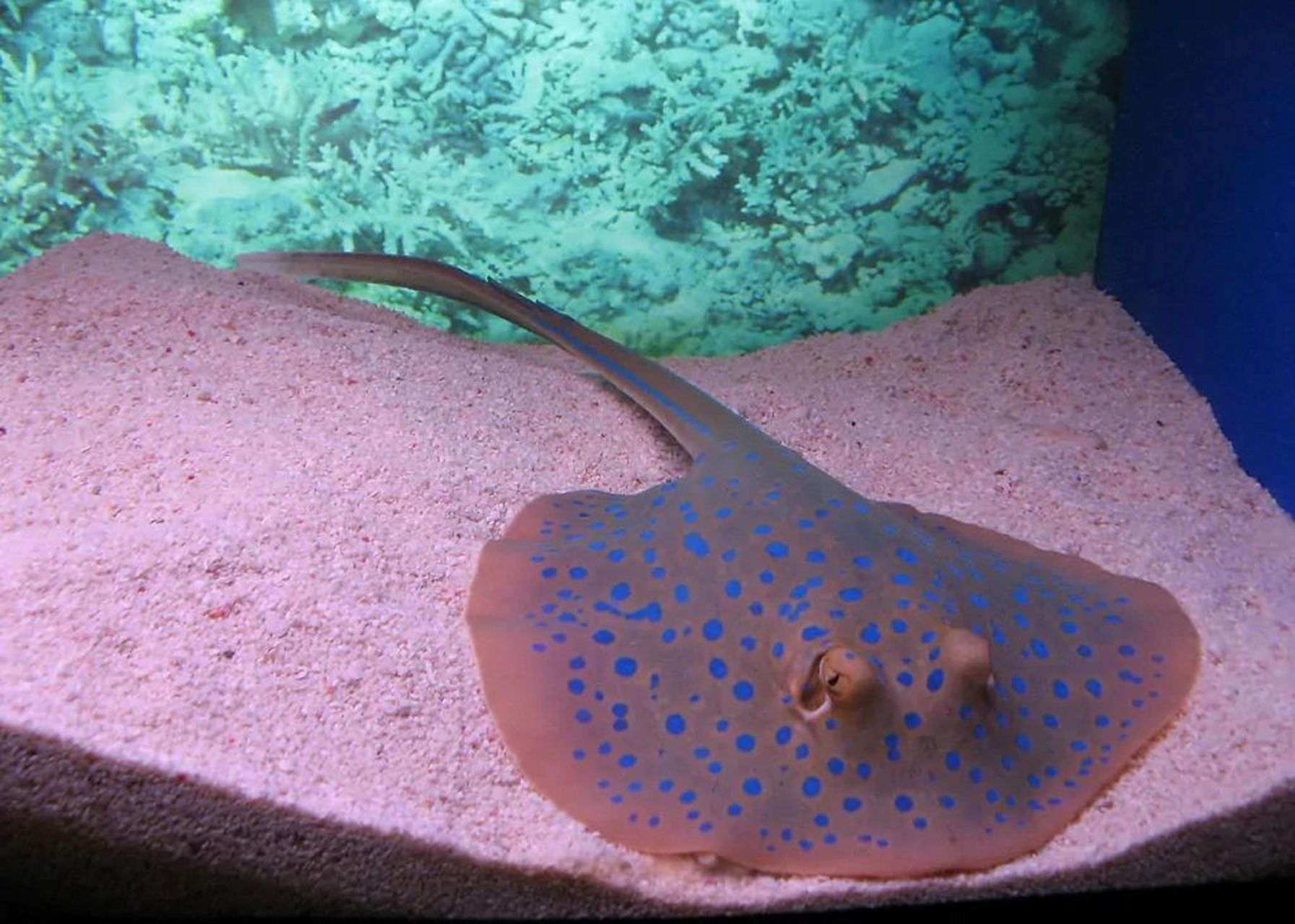 4亿年前)出现的鲨的同类,它们具有藏身在海底沙地