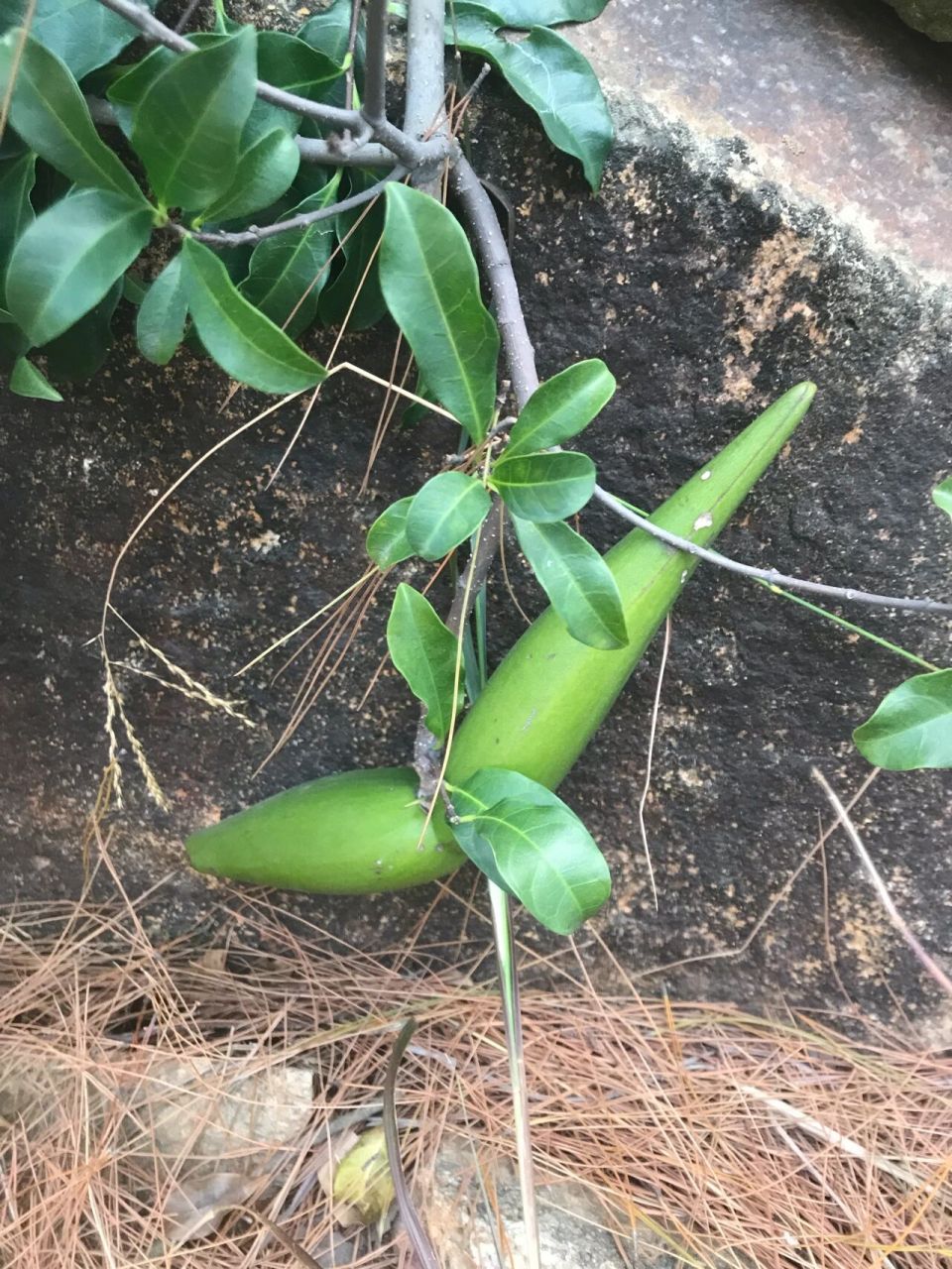 断肠草羊角拗 今天在大屏山公园发现一棵羊角拗 有2个果实 羊角拗又被