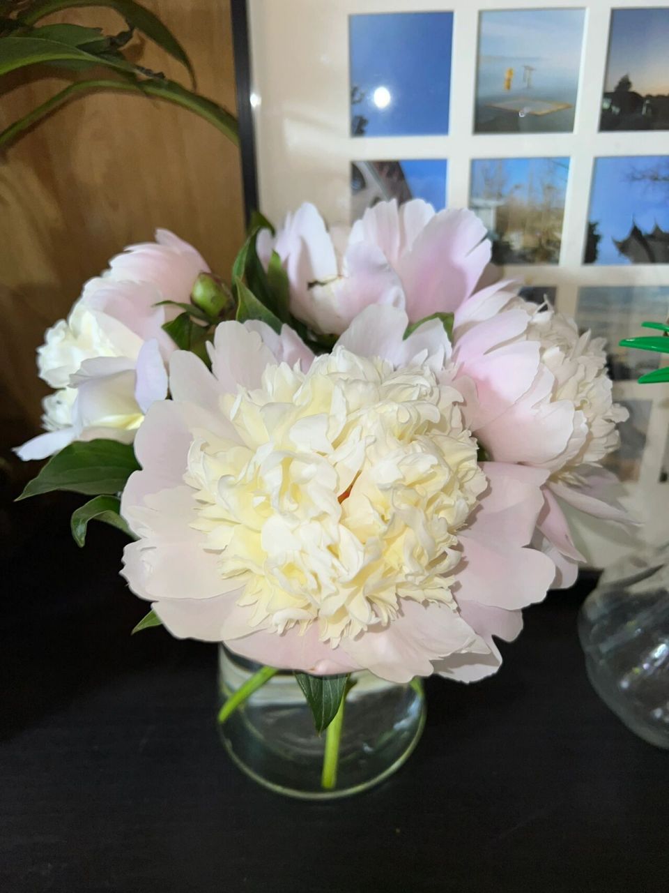 芍药花真好看 可是对猫咪有毒 芍药花束 猫咪 中毒 只留下了这美丽的