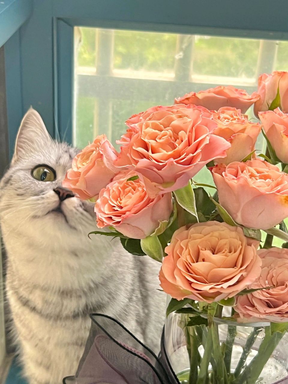 猫咪吃玫瑰花会有问题吗?