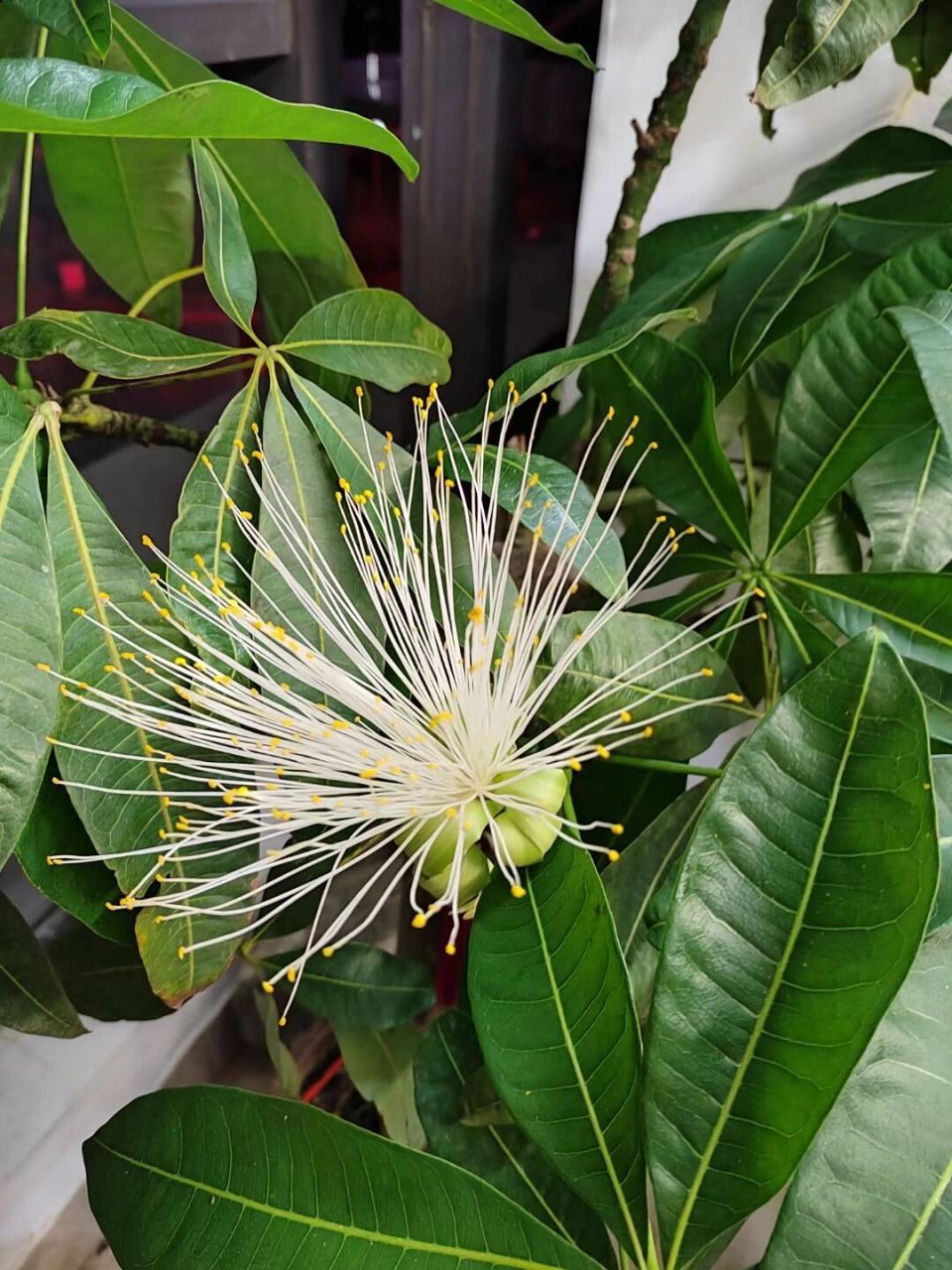 发财树开花,见者财源滚滚 店里的发财树开花了,据说发财树难得开花