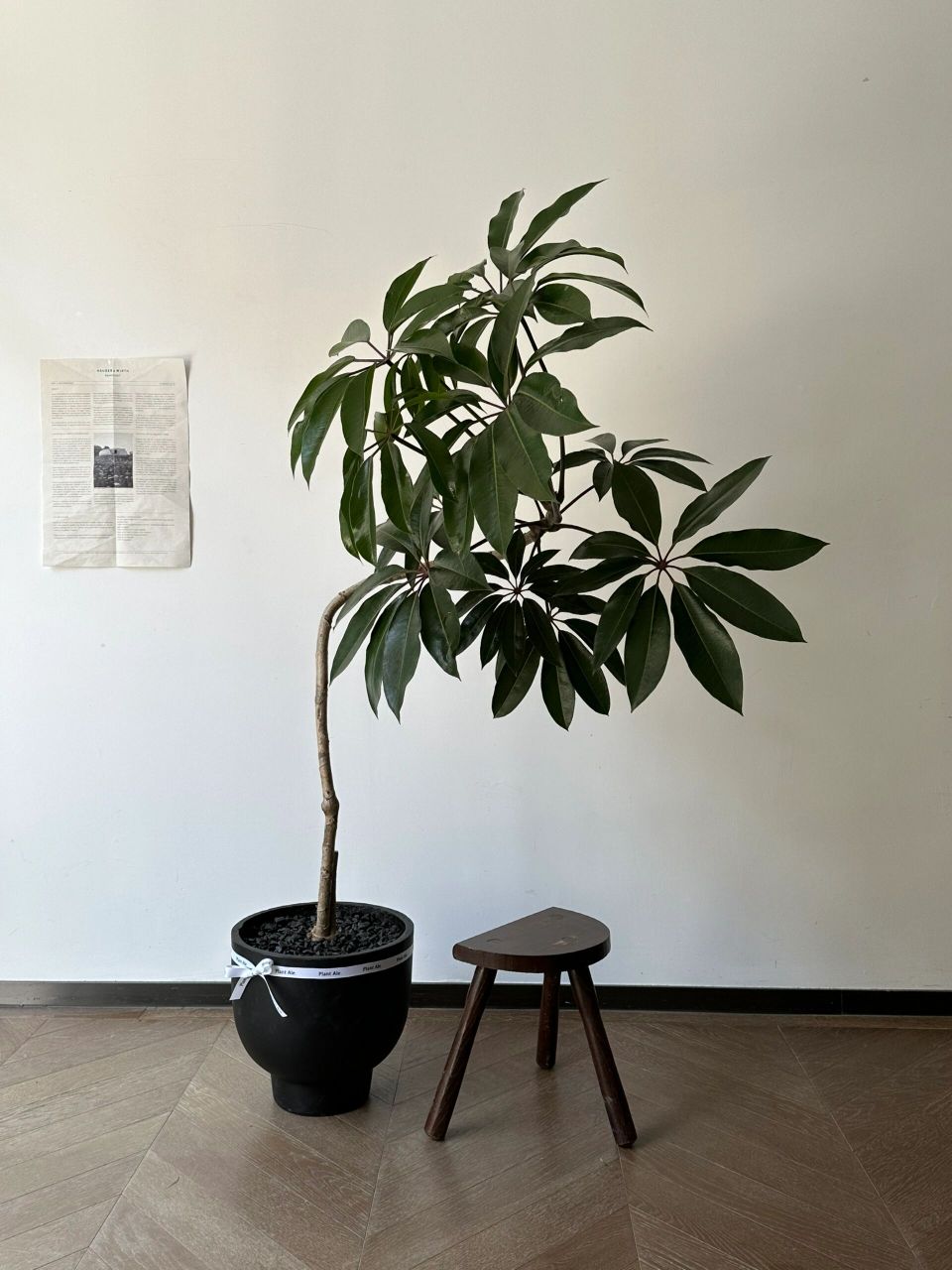 日本大叶伞91 "日本大叶伞保罗,雨伞般的叶片.