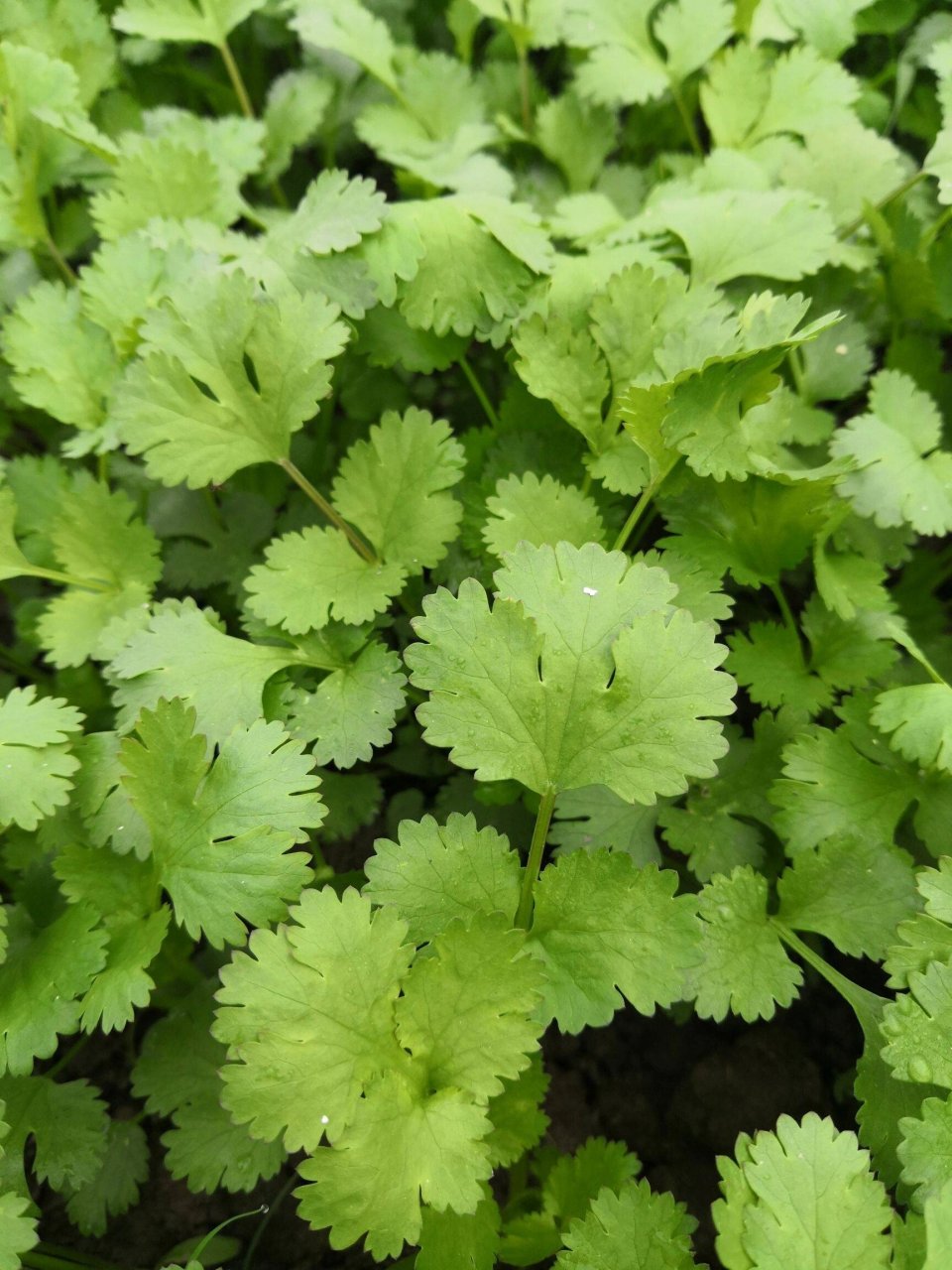 芫荽(yán sui)爱的爱死 芫荽,别名香菜,古称胡荽,张骞使西域始得种归