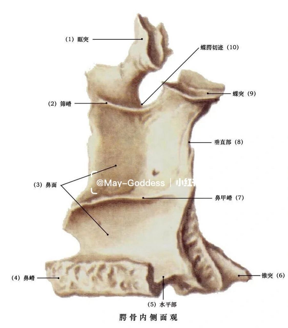 下颌骨解剖结构图