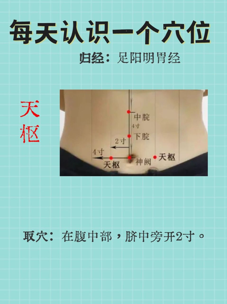 每天认识一个穴位-天枢