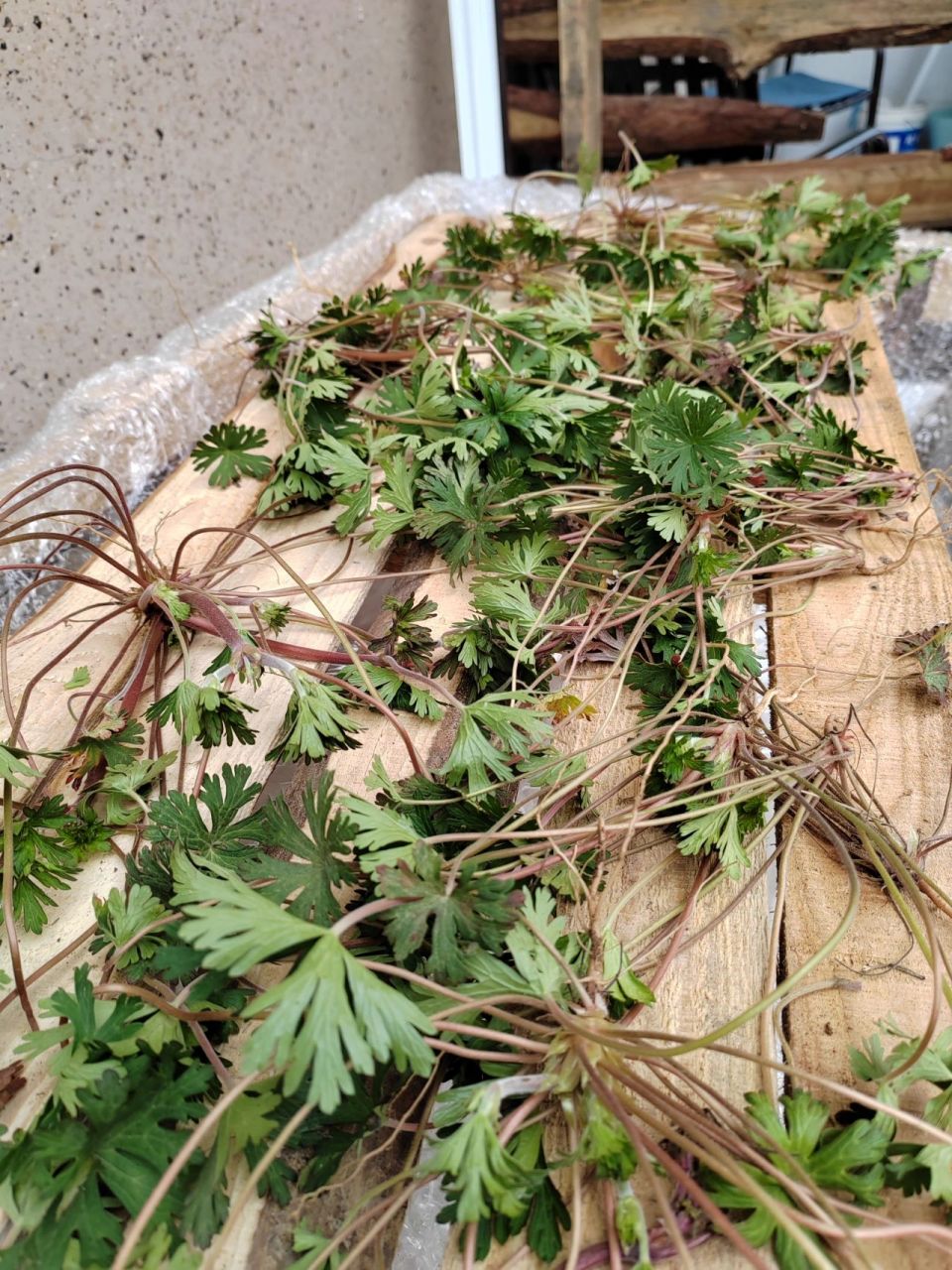 仙草传说,风湿良药～～老鹳草9595 老鹳草多是长在田间地头近水旁