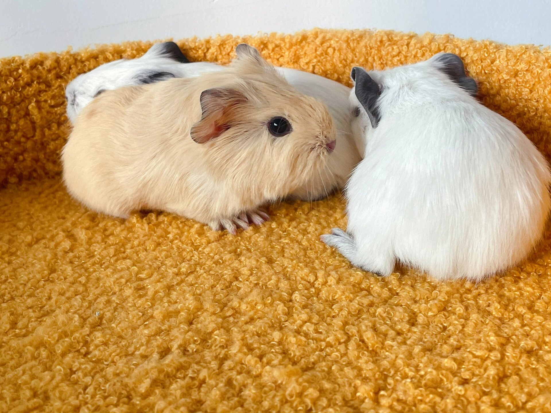 已售|加州荷兰猪200一只