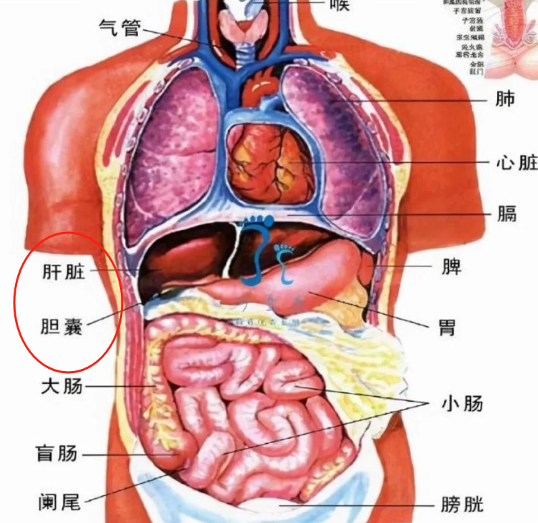 肝脏位于右胸下方偏右的位置,是人体重要的消化和解毒器官