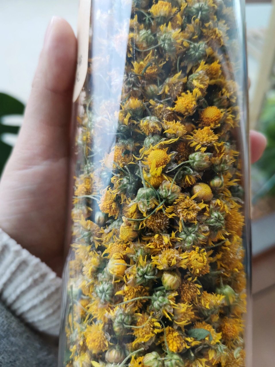 菊花茶味道图片