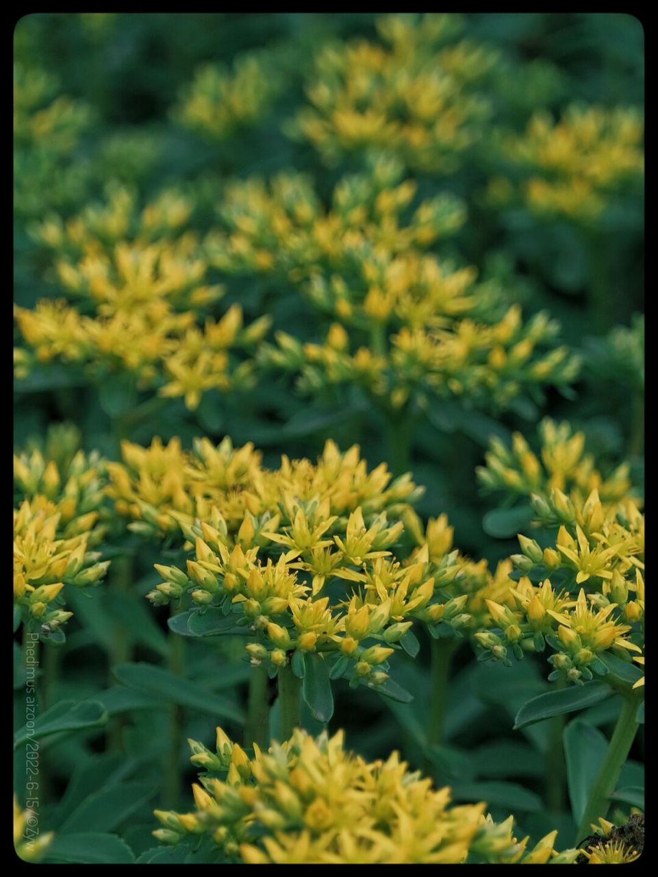 費菜 (樹坑裡花海) 費菜是中藥材,從它的別名