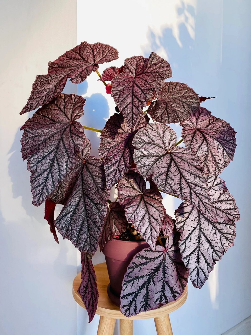 观叶植物|丁力秋海棠 绿叶看腻了,那就欣赏紫叶吧.