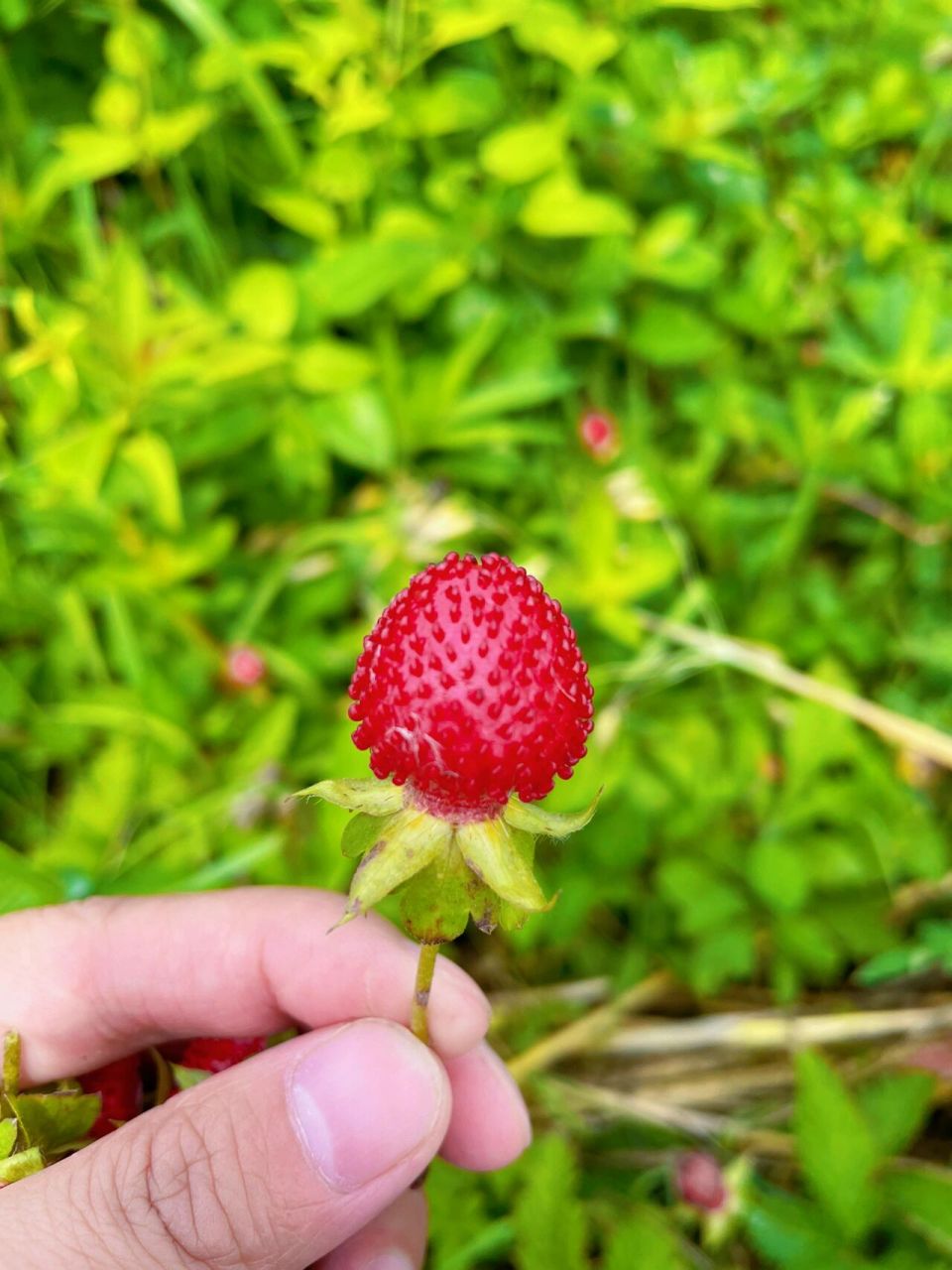 这种野生草莓你们吃过吗?