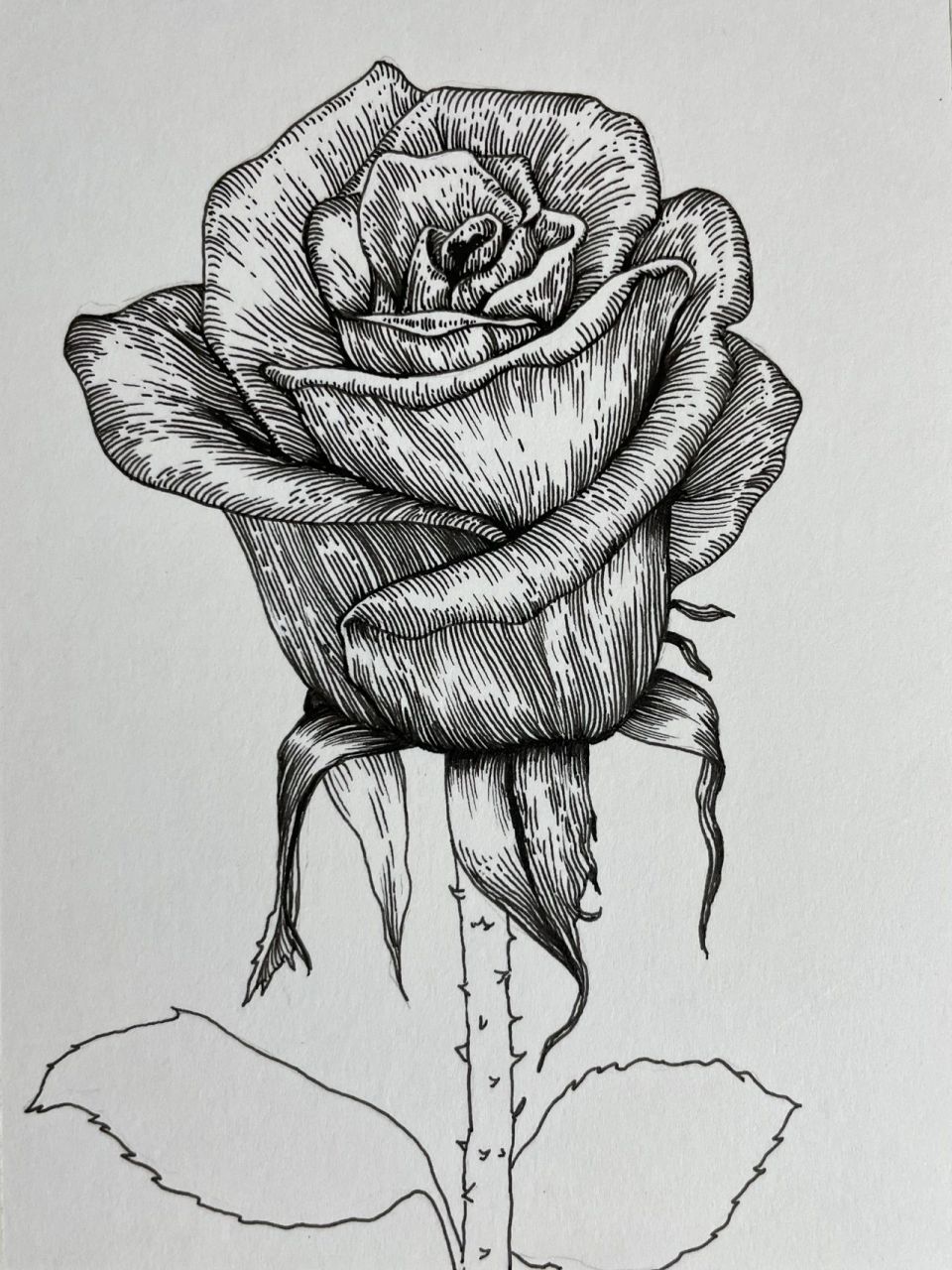 手绘花系列～速写线描玫瑰花95教程 工作室出品~手绘线描花卉系列