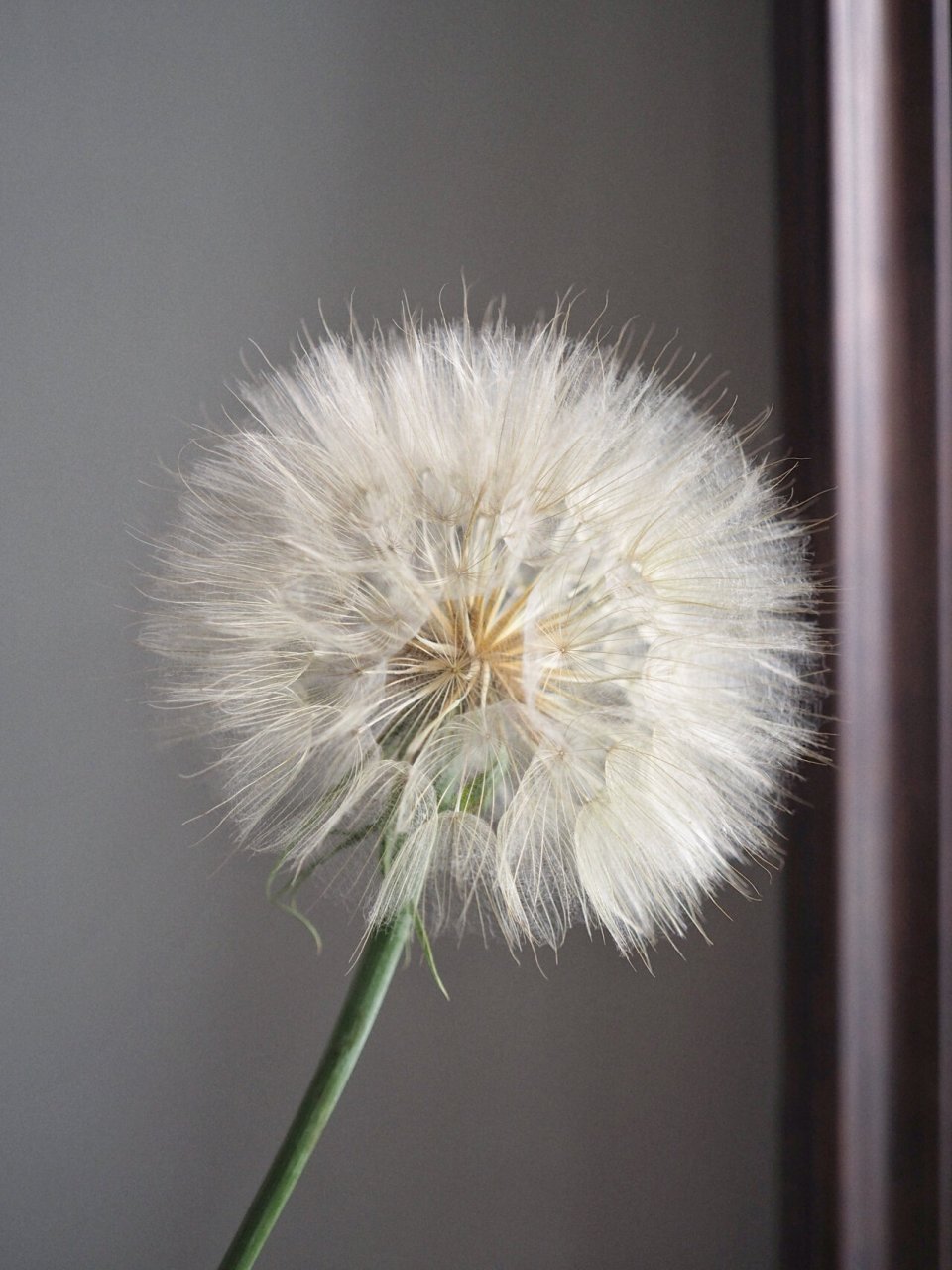 巨型蒲公英/超级蒲公英/网红蒲公英 学名:黄花婆罗门参(tragopogon