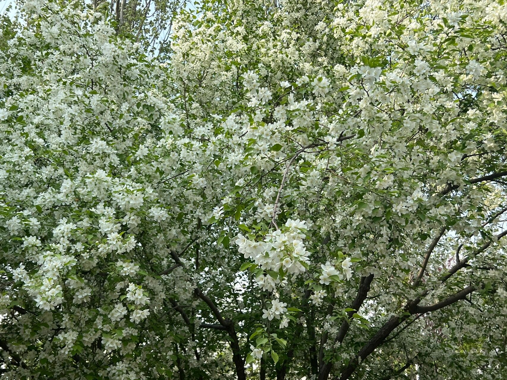 山荆子～山丁子的花与果 山荆子,又叫山丁子,树姿优雅娴美,花繁叶茂