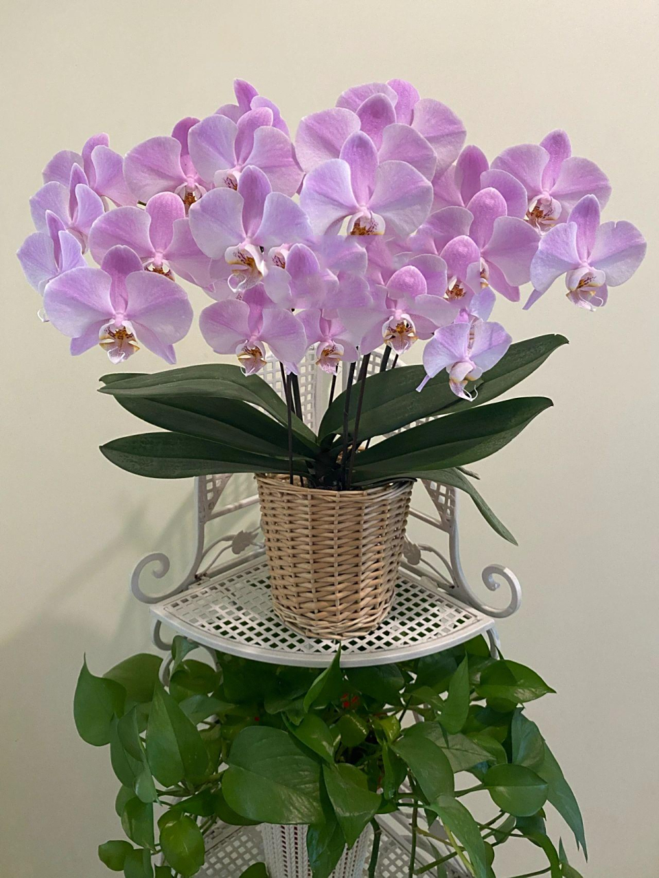 蝴蝶兰 密尔沃基的静态之美08 一棵花苗开出了组盆的效果7315