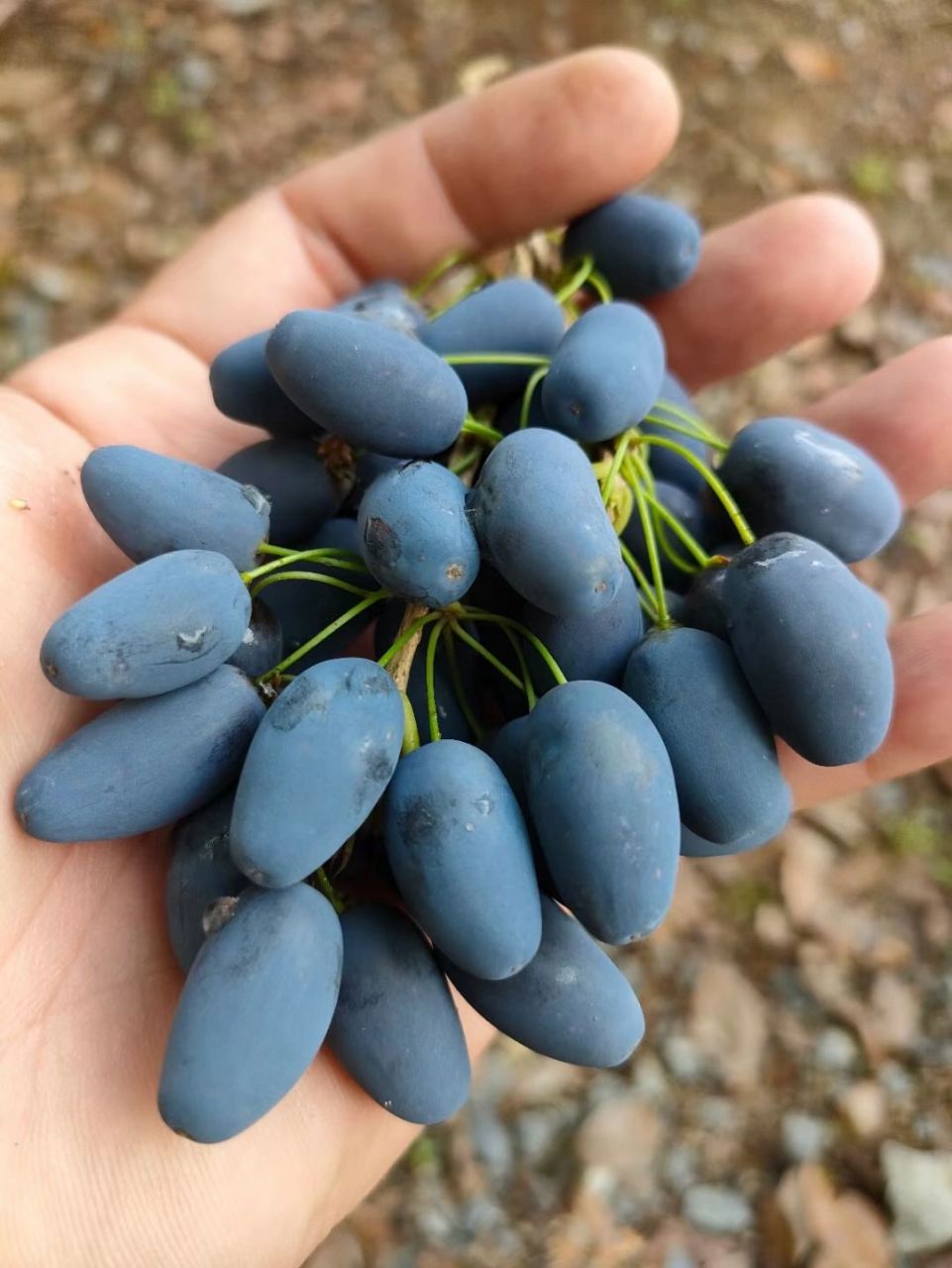 每日遇到一种植物—桂花果 桂花果就是桂花的果实,也叫做木犀果.