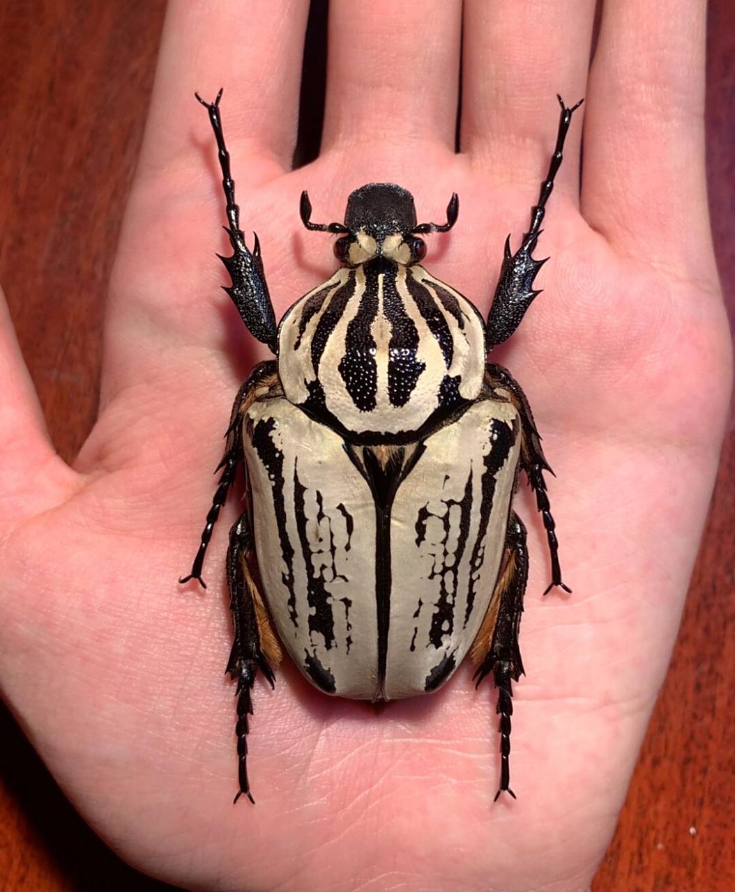 标本分享～ 大王花金龟gop亚种～ 人工饲养个体,原产地在非洲坦桑尼亚