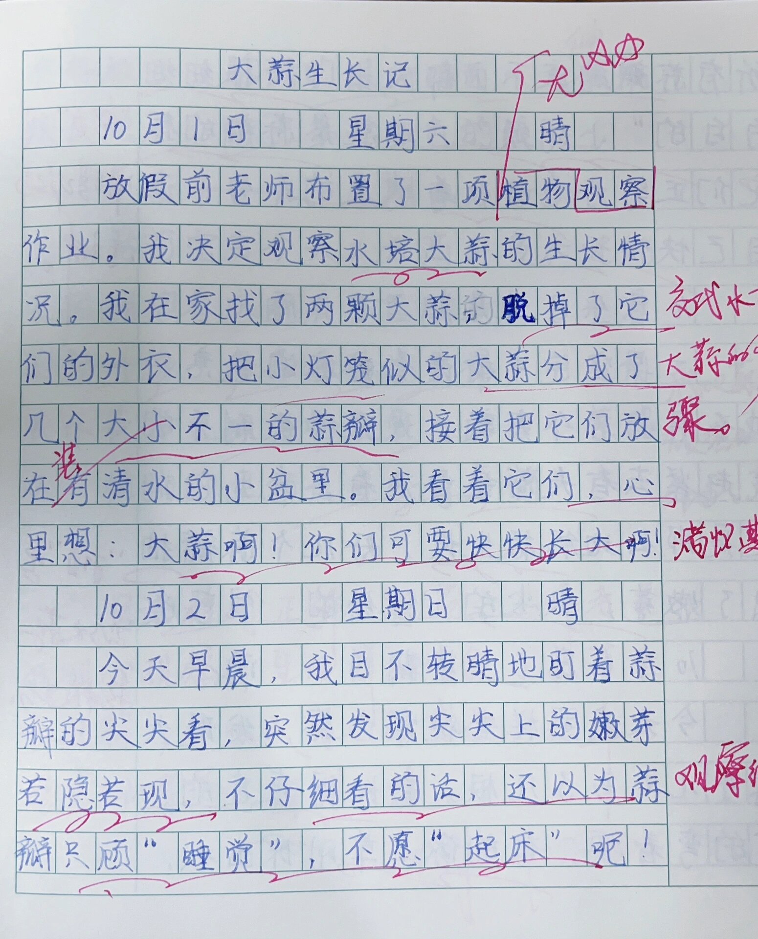 蒜苗观察日记400字左右(蒜苗观察日记400字左右怎么写)
