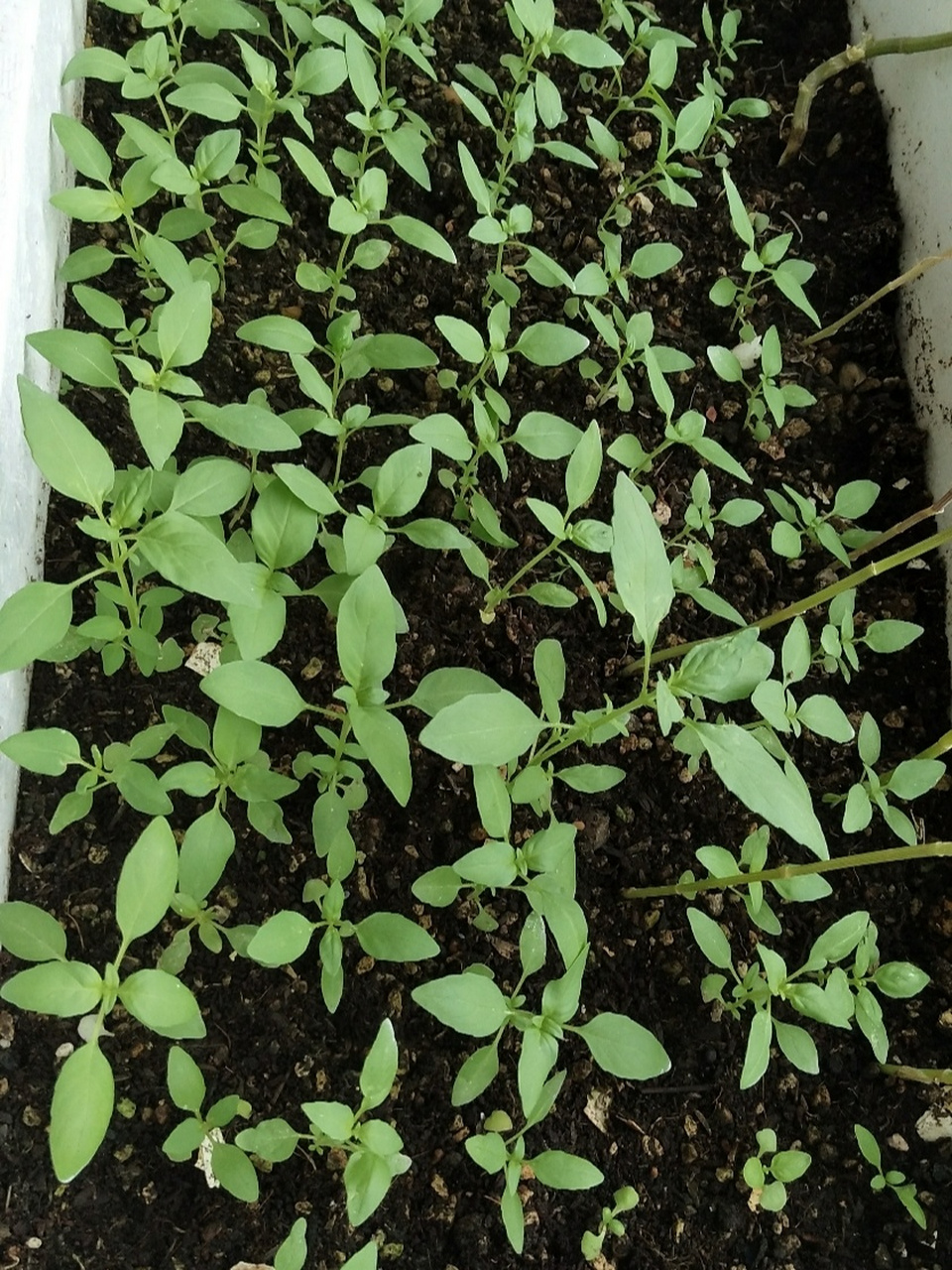 我的九层塔(荆芥)一个月成长历程 学名:九层塔 土话:荆芥 味道:淡淡的