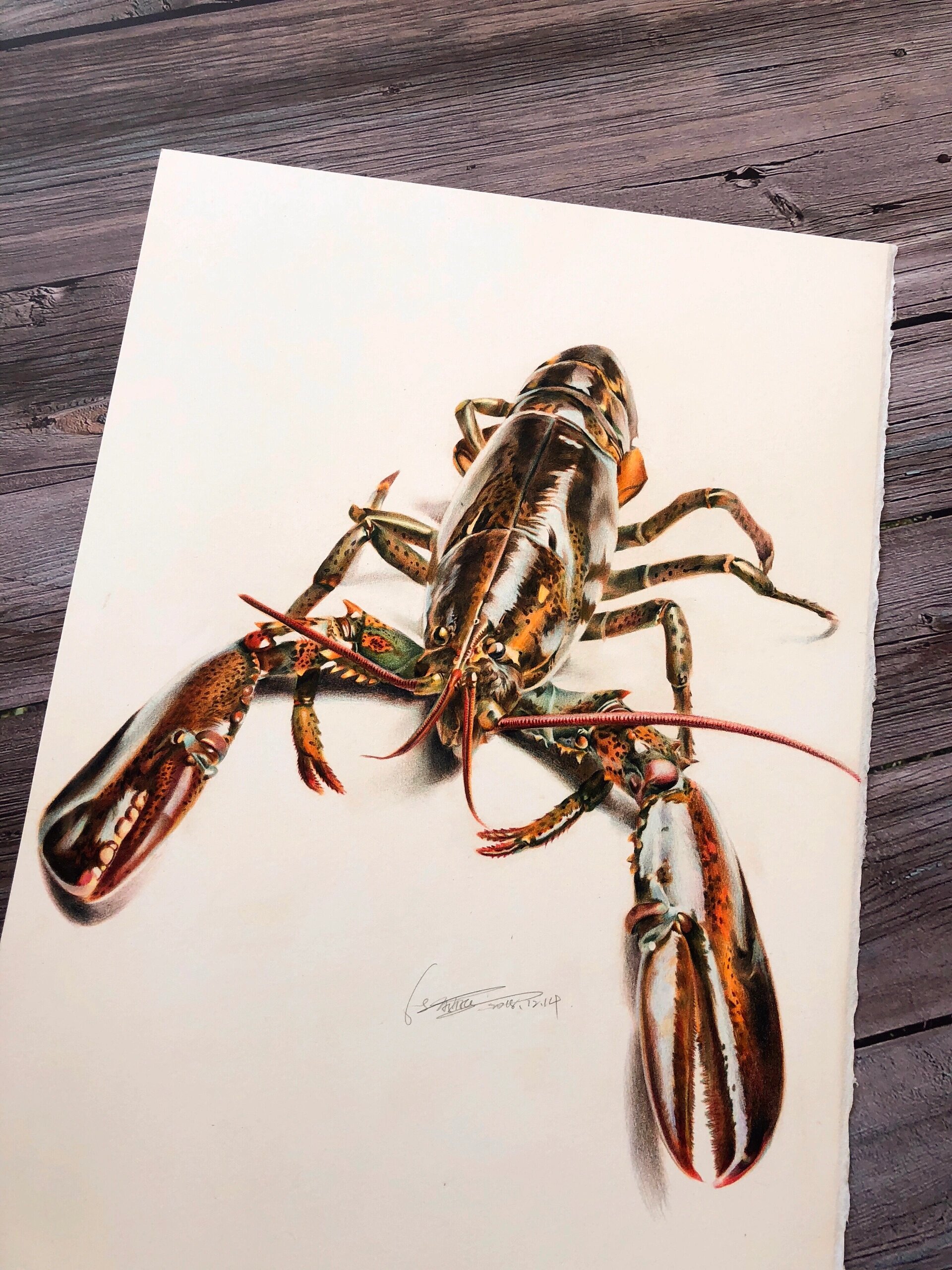 彩铅《大龙虾》超写实‼️