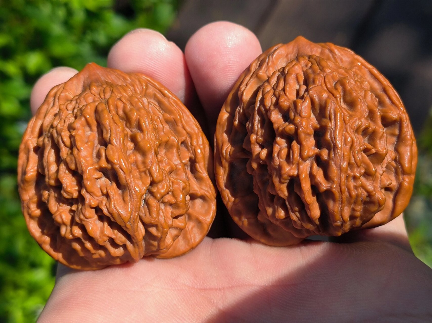 麦穗虎头核桃 麦虎真的是要皮质有皮质,要骨质有骨质,要份量有份量,要