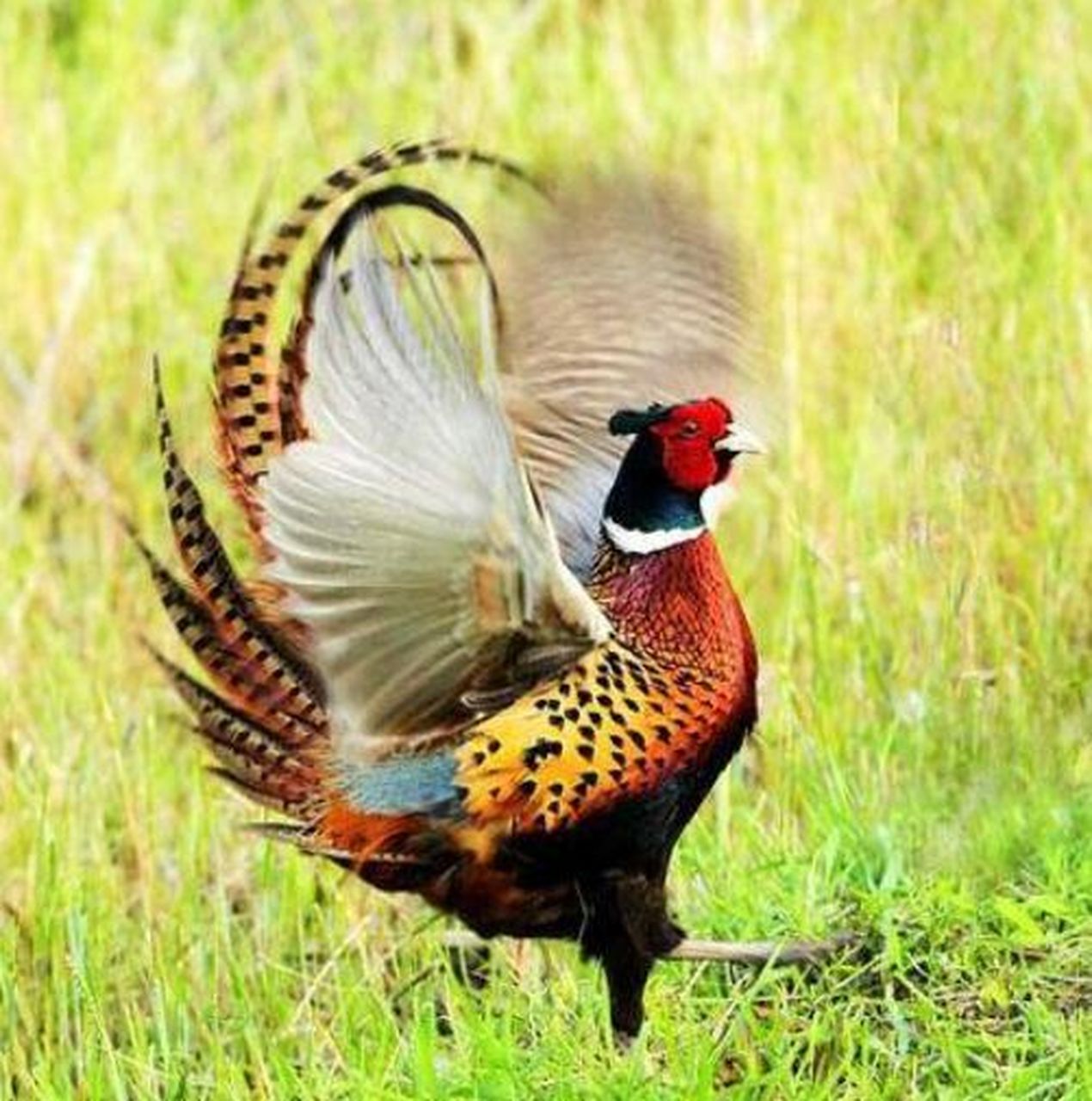 生物物语-七彩山鸡 七彩山鸡俗称野鸡,又称雉鸡,因其毛七彩斑斓,故名