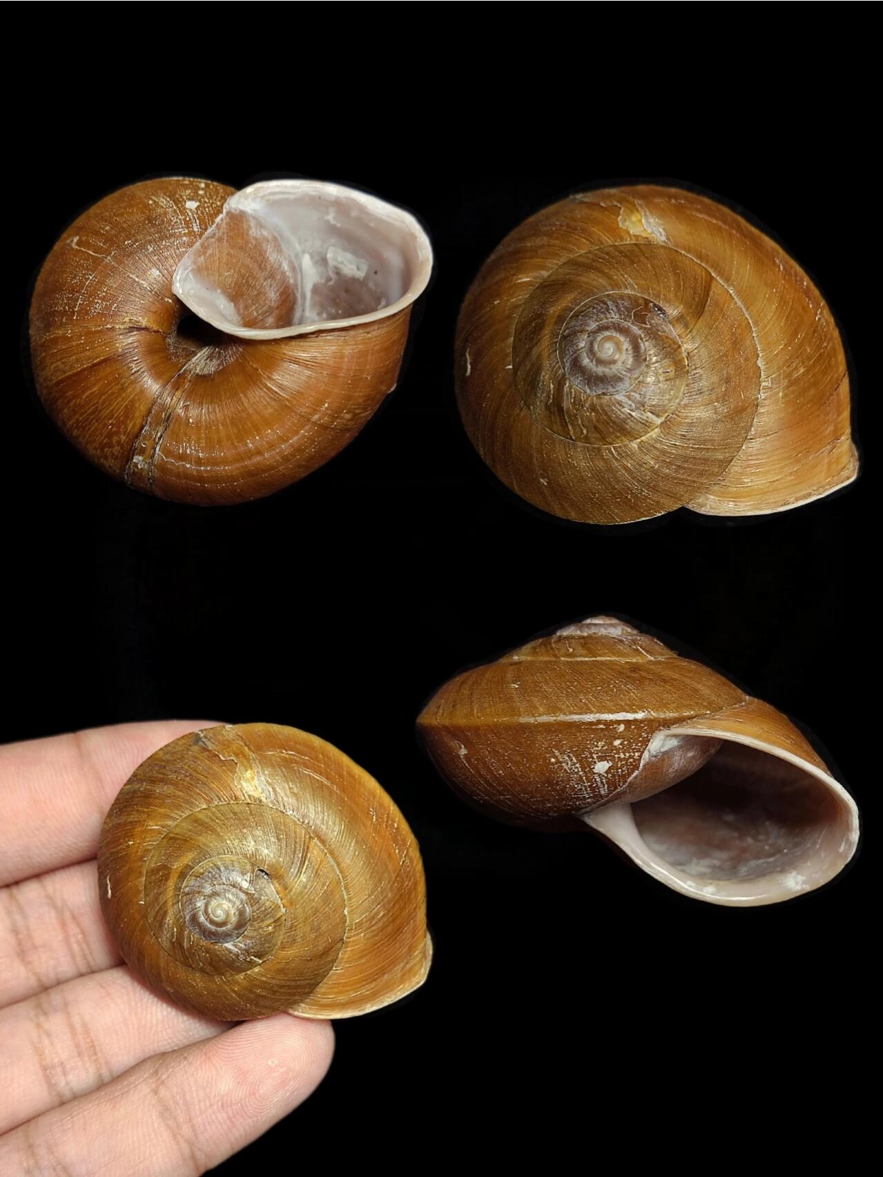 斯文豪岛蜗牛(nesiohelix swinhoei )是台湾特有的一种大型蜗牛,成