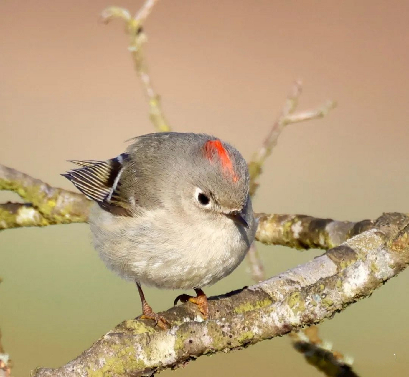 红冠戴菊 红冠戴菊(学名:corthylio calendula):鸟纲,戴菊科动物.