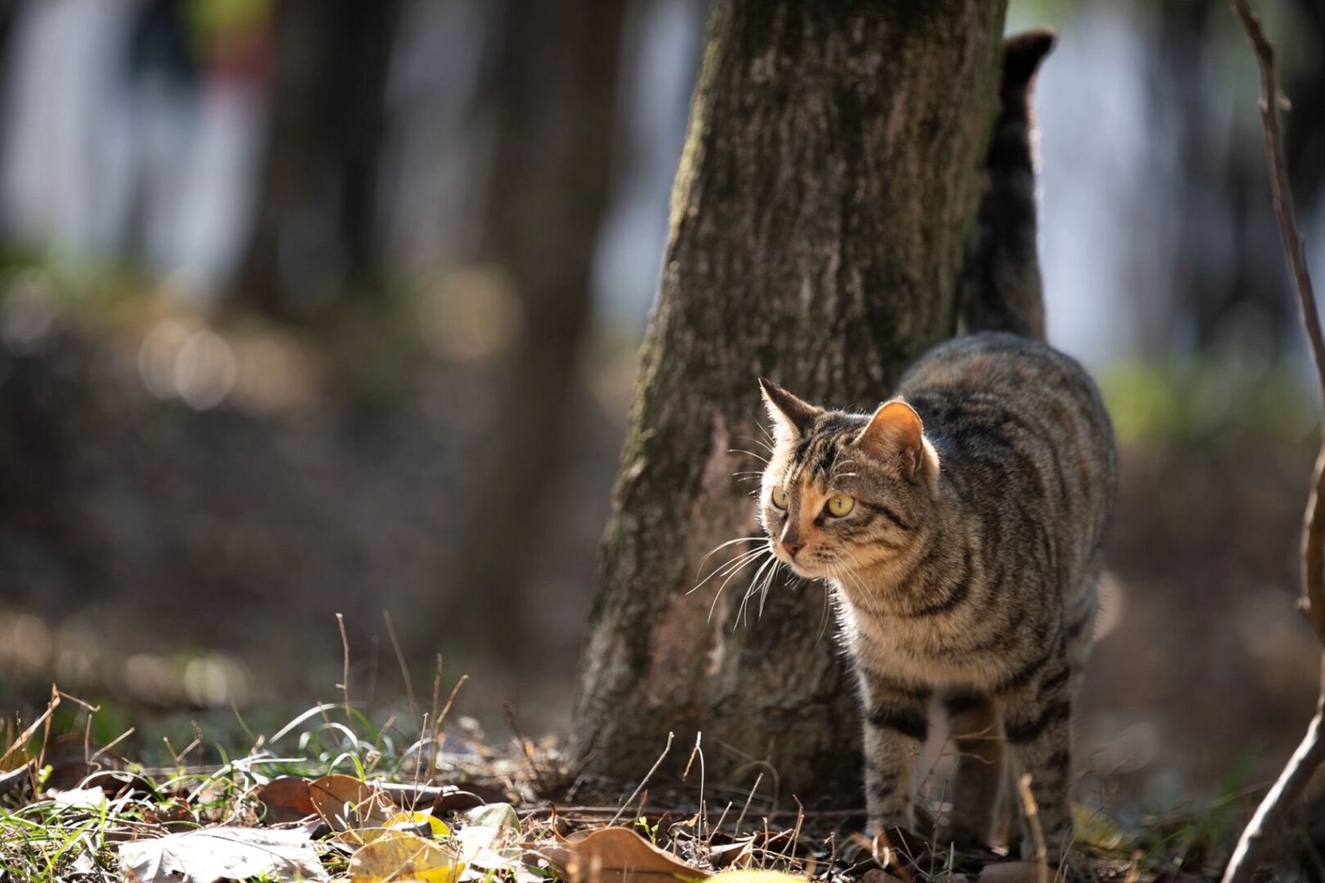 凶凶的小野猫 拍摄于合肥野生动物园的小野猫 感觉生活的很自在 说不