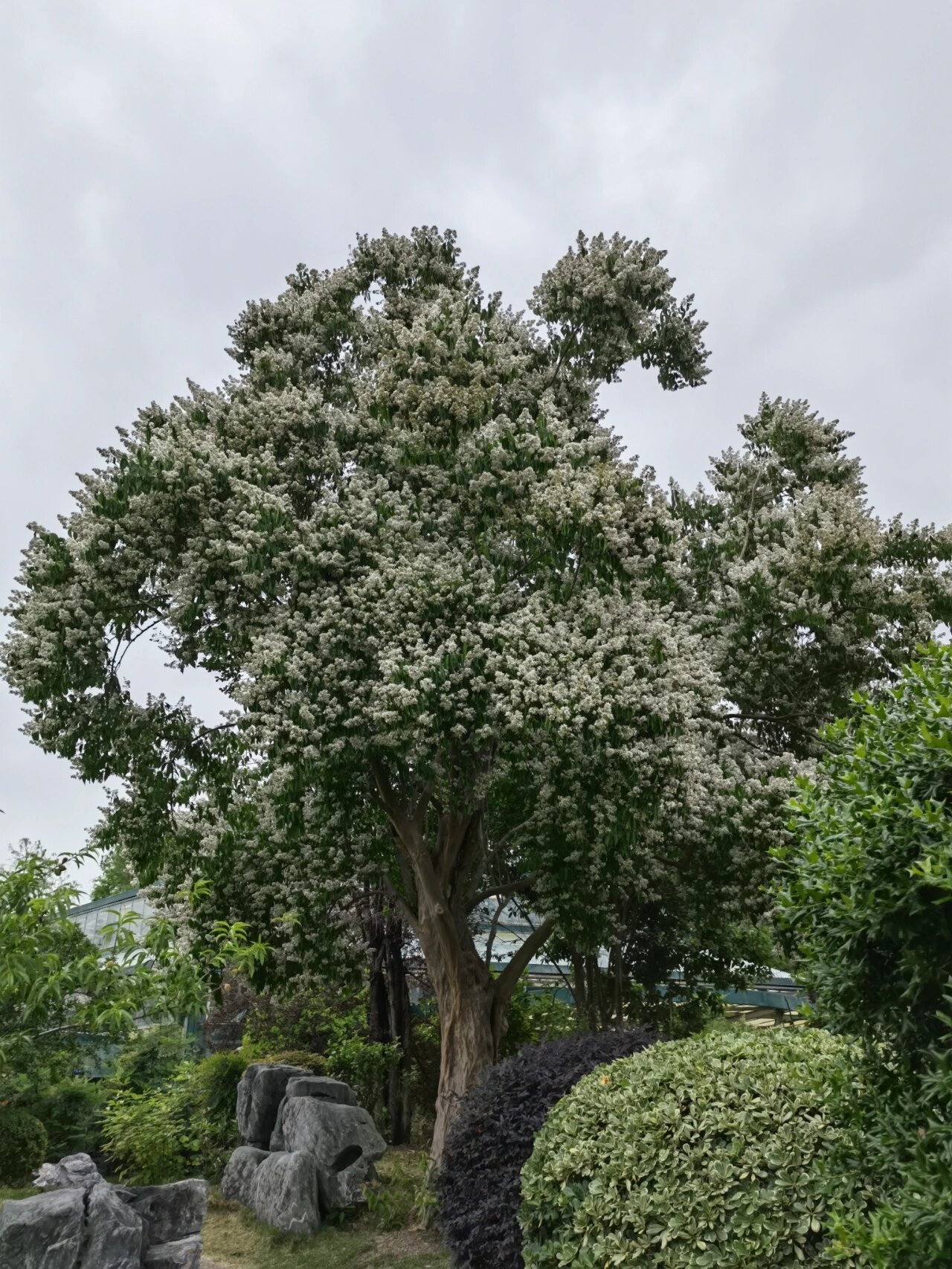喜欢94,欣赏94-紫薇 紫薇 又名百日红,痒痒树,千屈菜科紫薇属,见