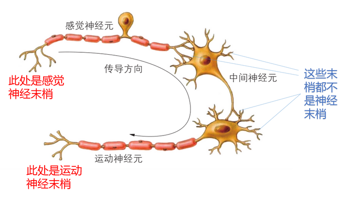 节前神经图片